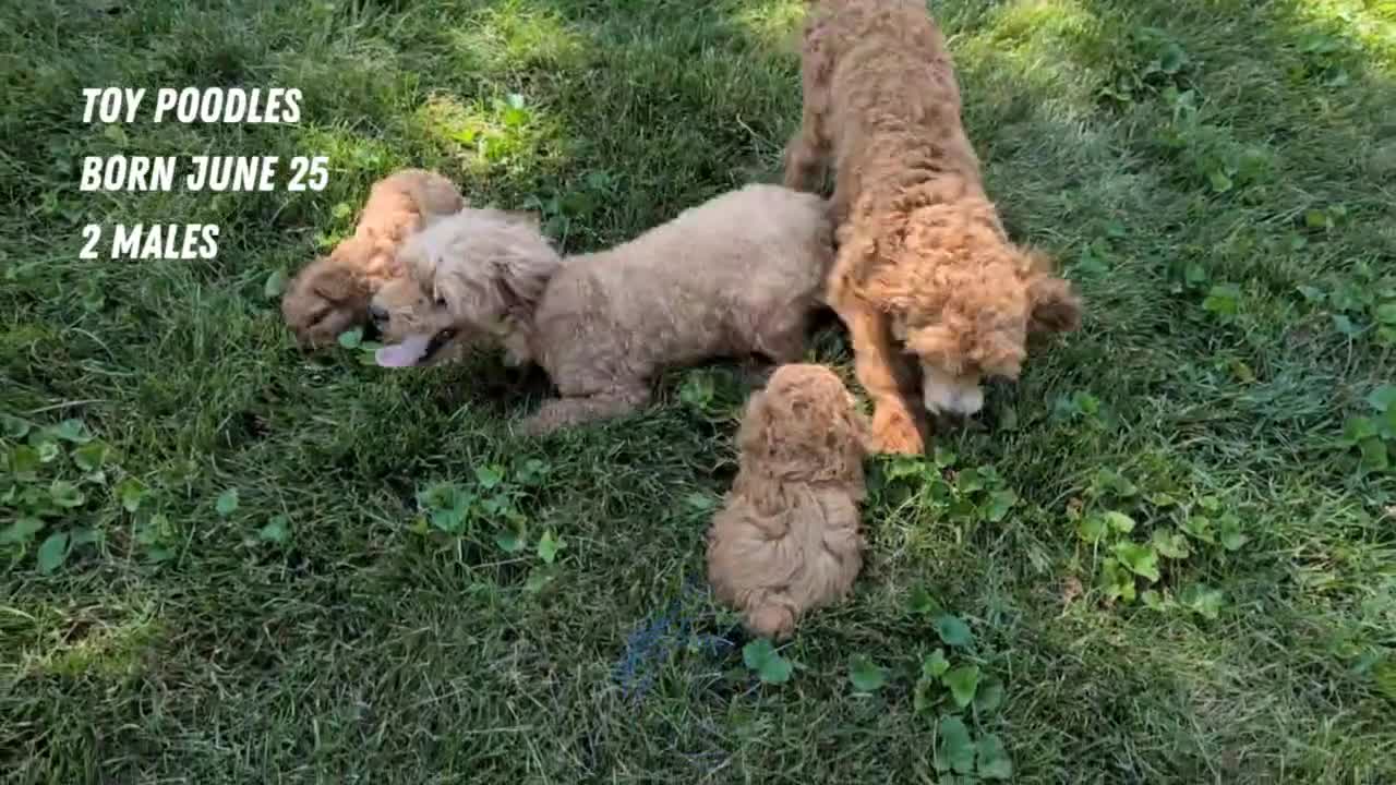 Toy Poodle dogs for sale: Max - Video 2