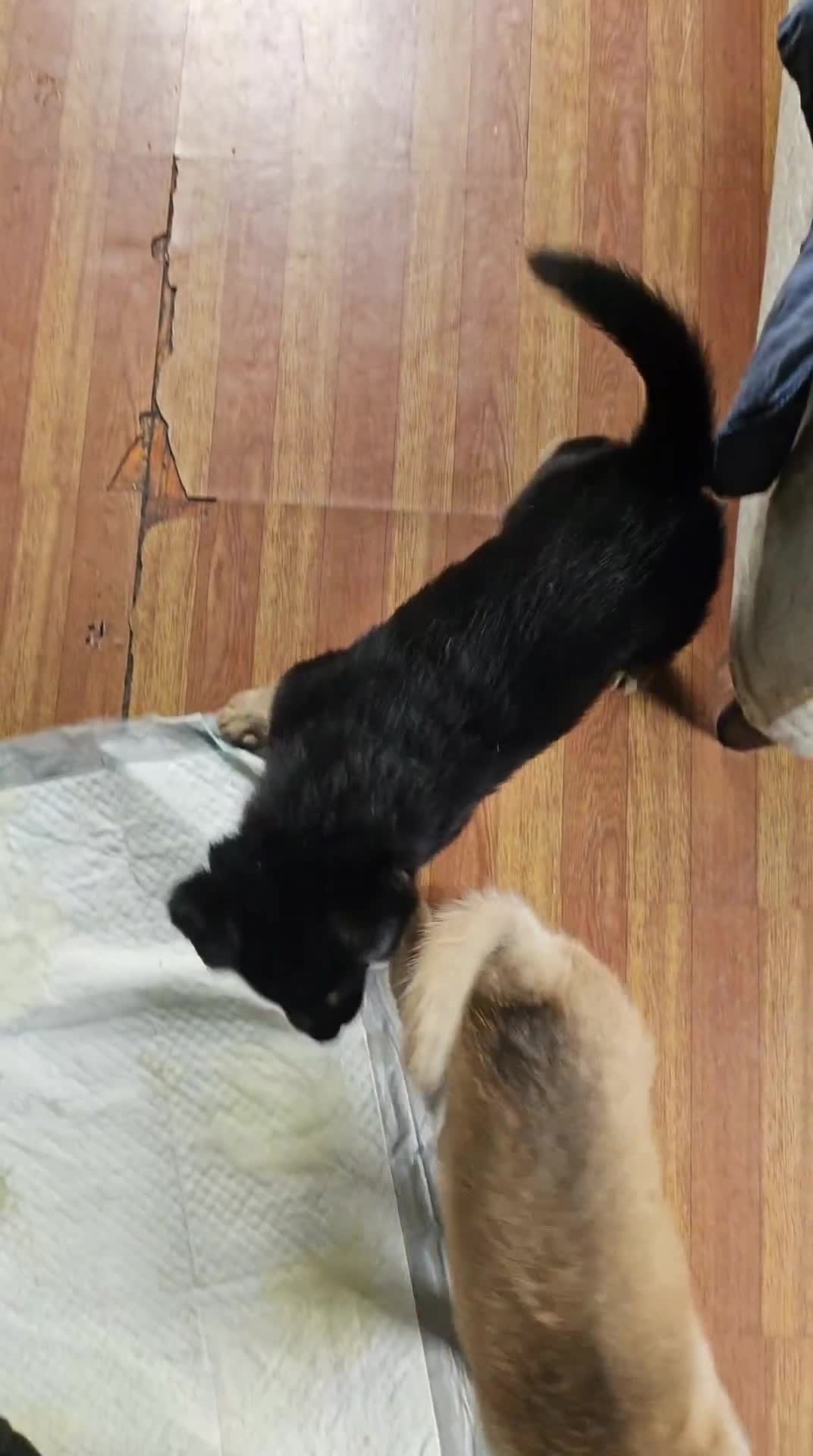 Gerberian Shepsky dogs for sale: Valkyrie - Video 1