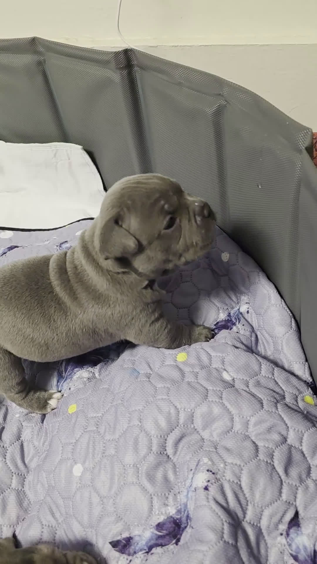 American Bully dogs for sale: Mercedes  - Video 1