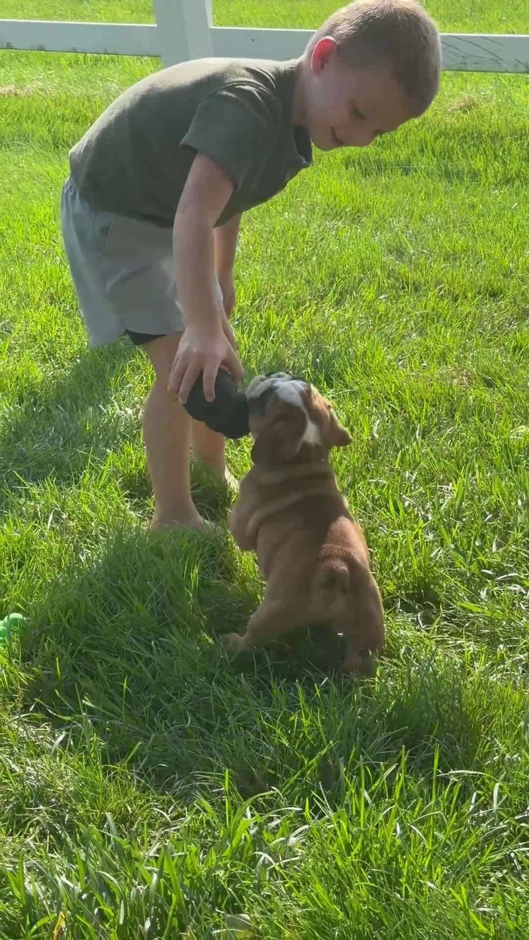 English Bulldog dogs for sale: Bennie - Video 1