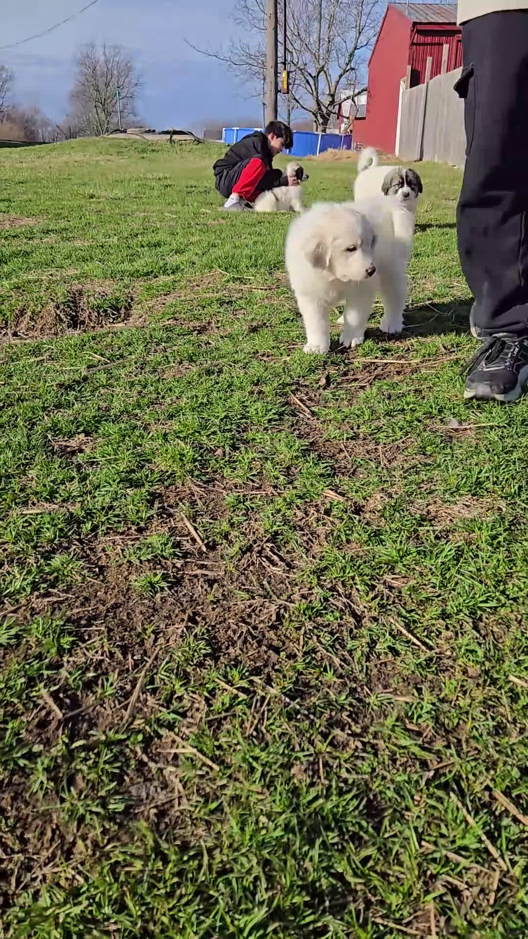 Great Pyrenees dogs for sale: Great Pyrenees Puppy 4 - Video 1