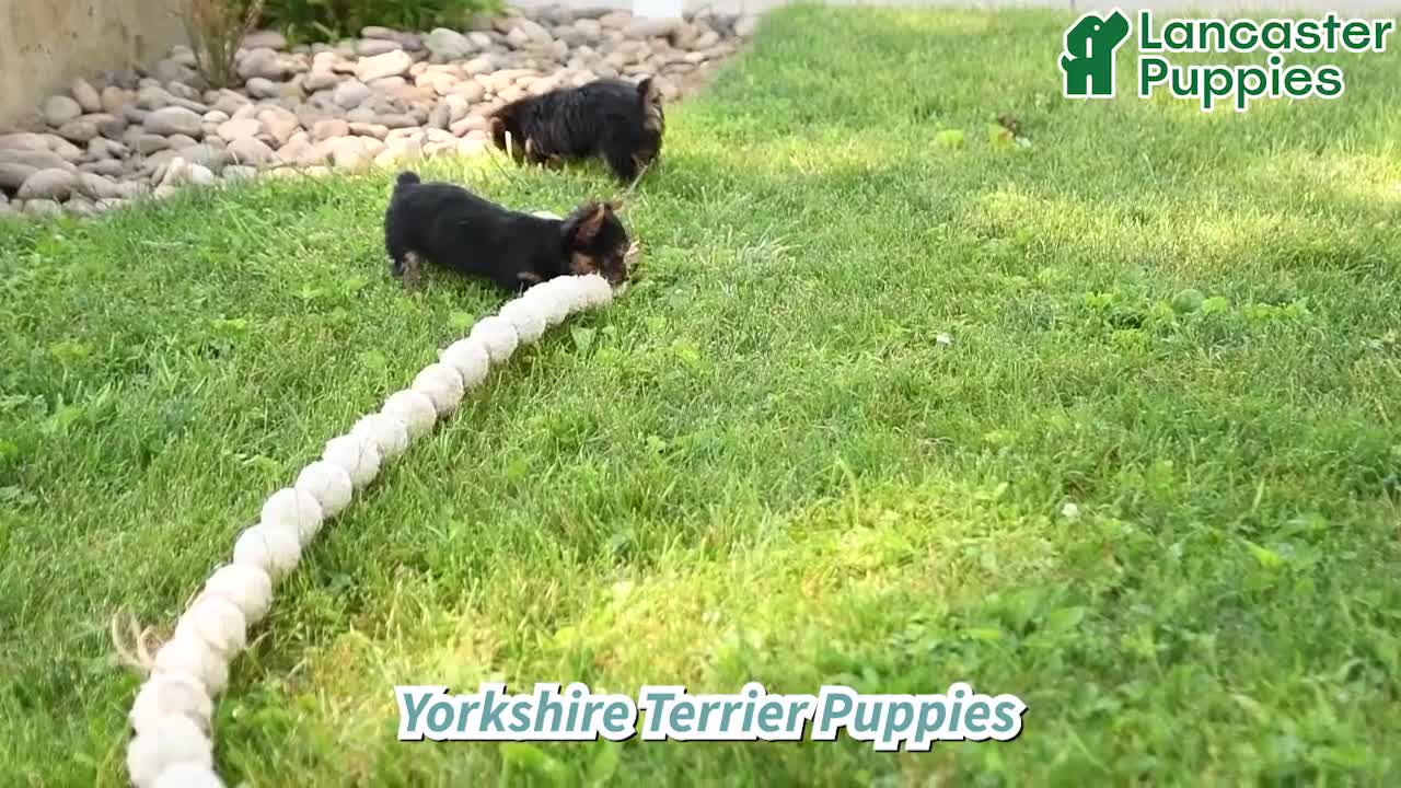 Yorkshire Terrier dogs for sale: Dexter - Video 1