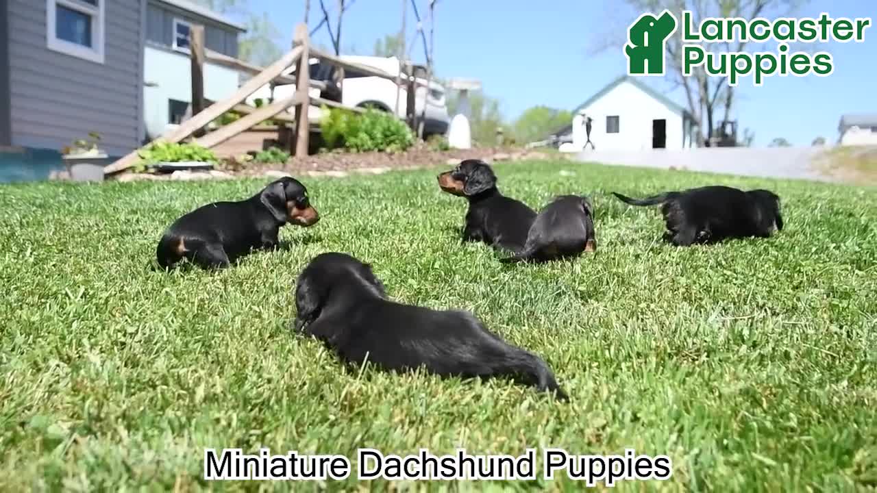 Miniature Dachshund dogs for sale: Satin - Video 1