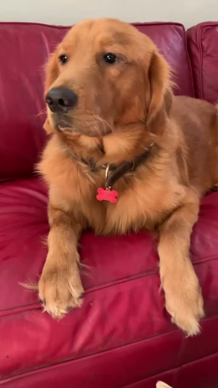 Golden Retriever dogs for sale: Orange CKC/DNA HLTH Tested - Video 2