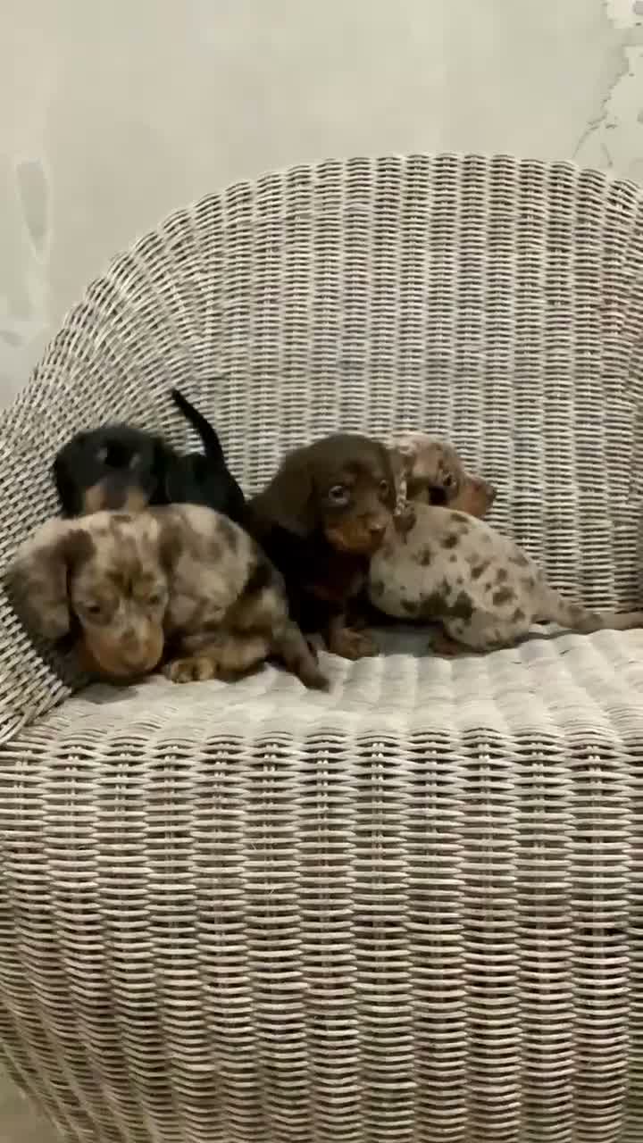 Miniature Dachshund dogs for sale: Bella - Video 1