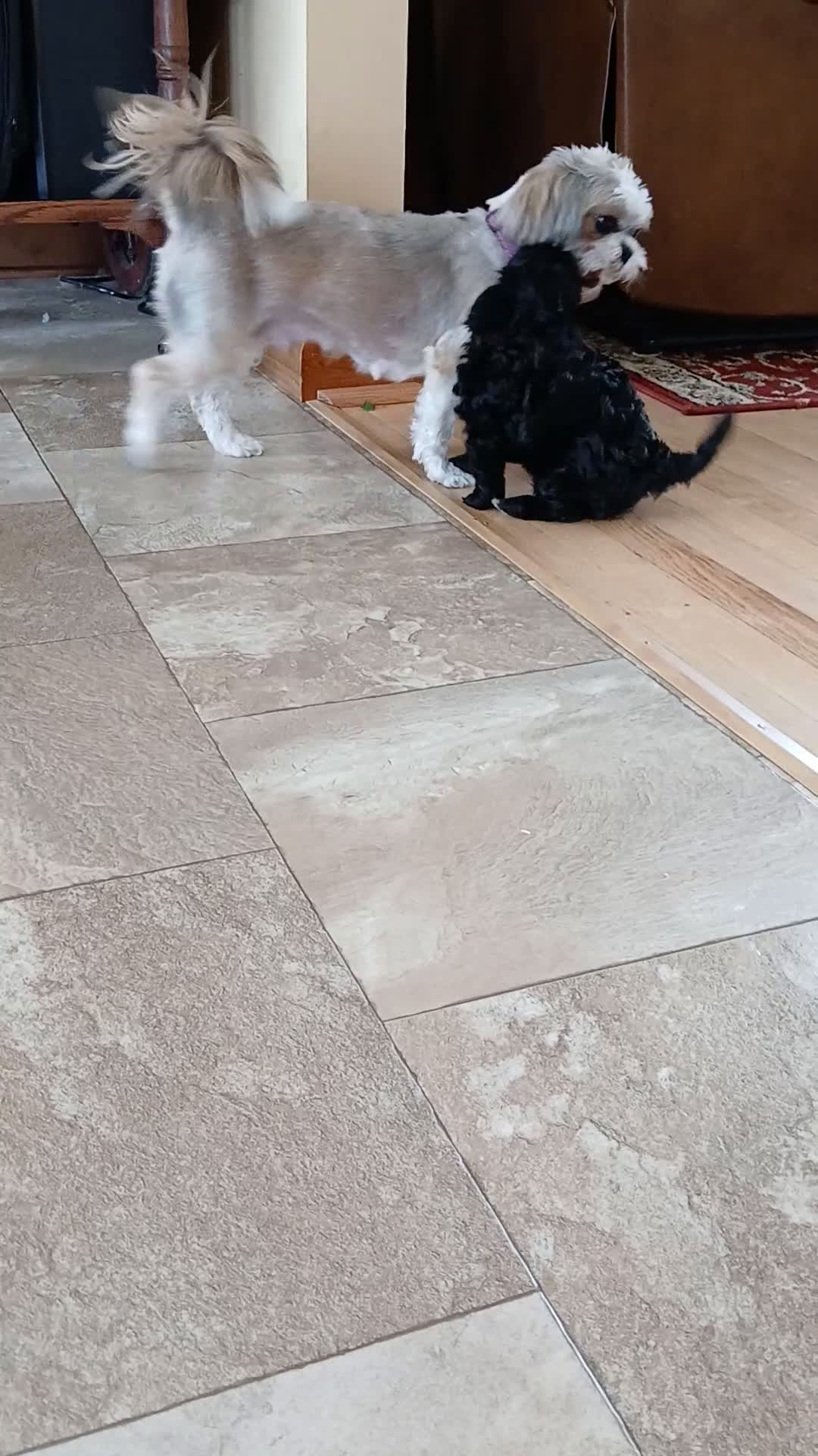 Mixed Breed dogs for sale: Willow  - Video 1