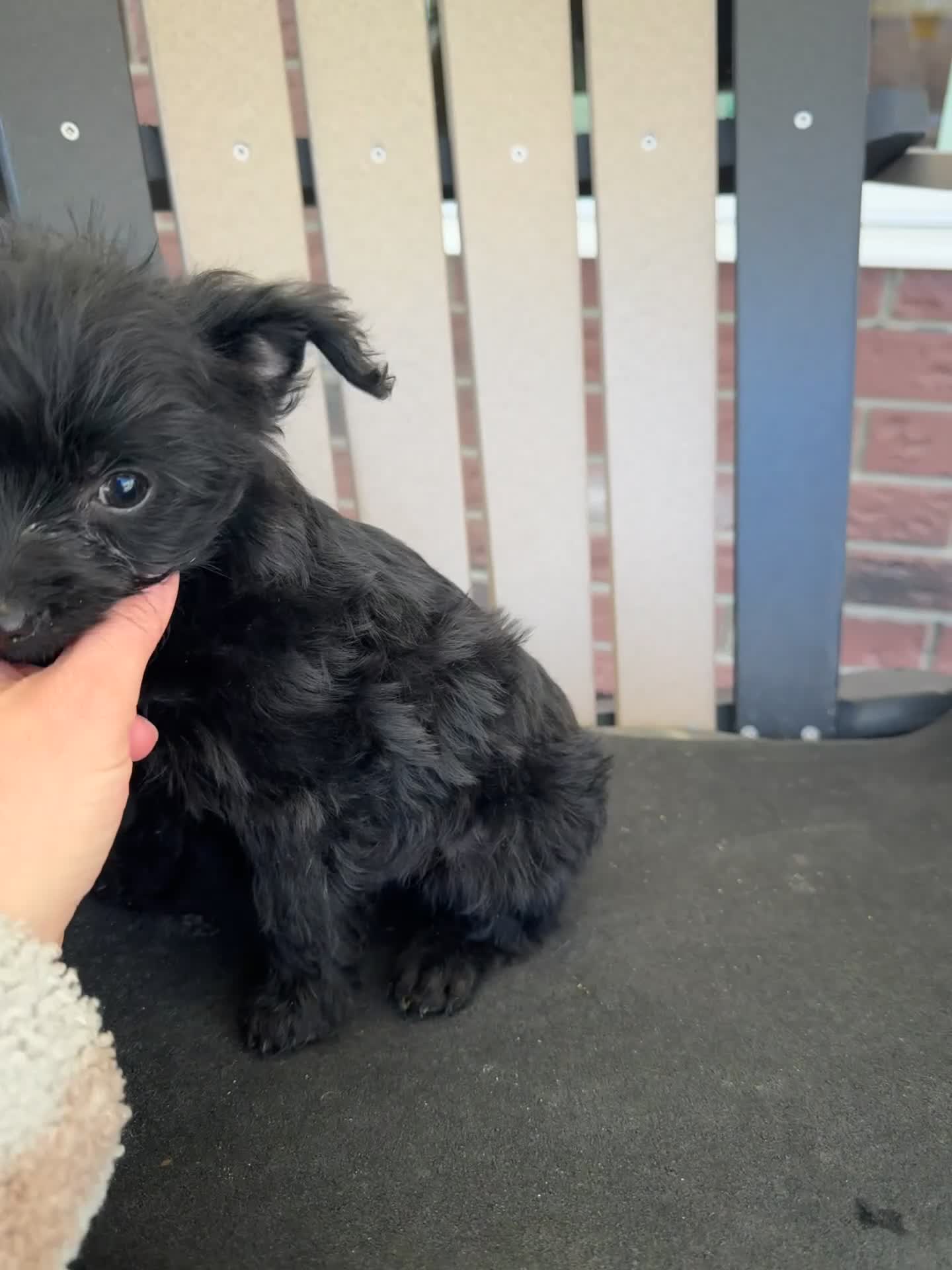 Yorkiepoo dogs for sale: Hucky - Video 1