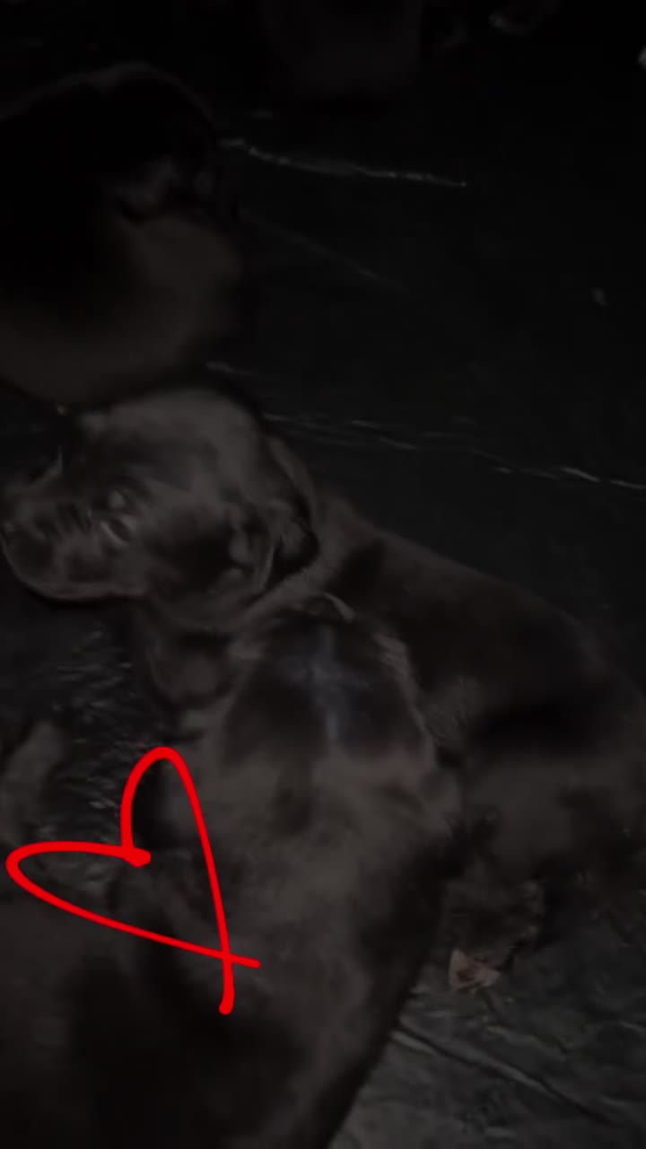Cane Corso dogs for sale: Cane Corso 4 - Video 2