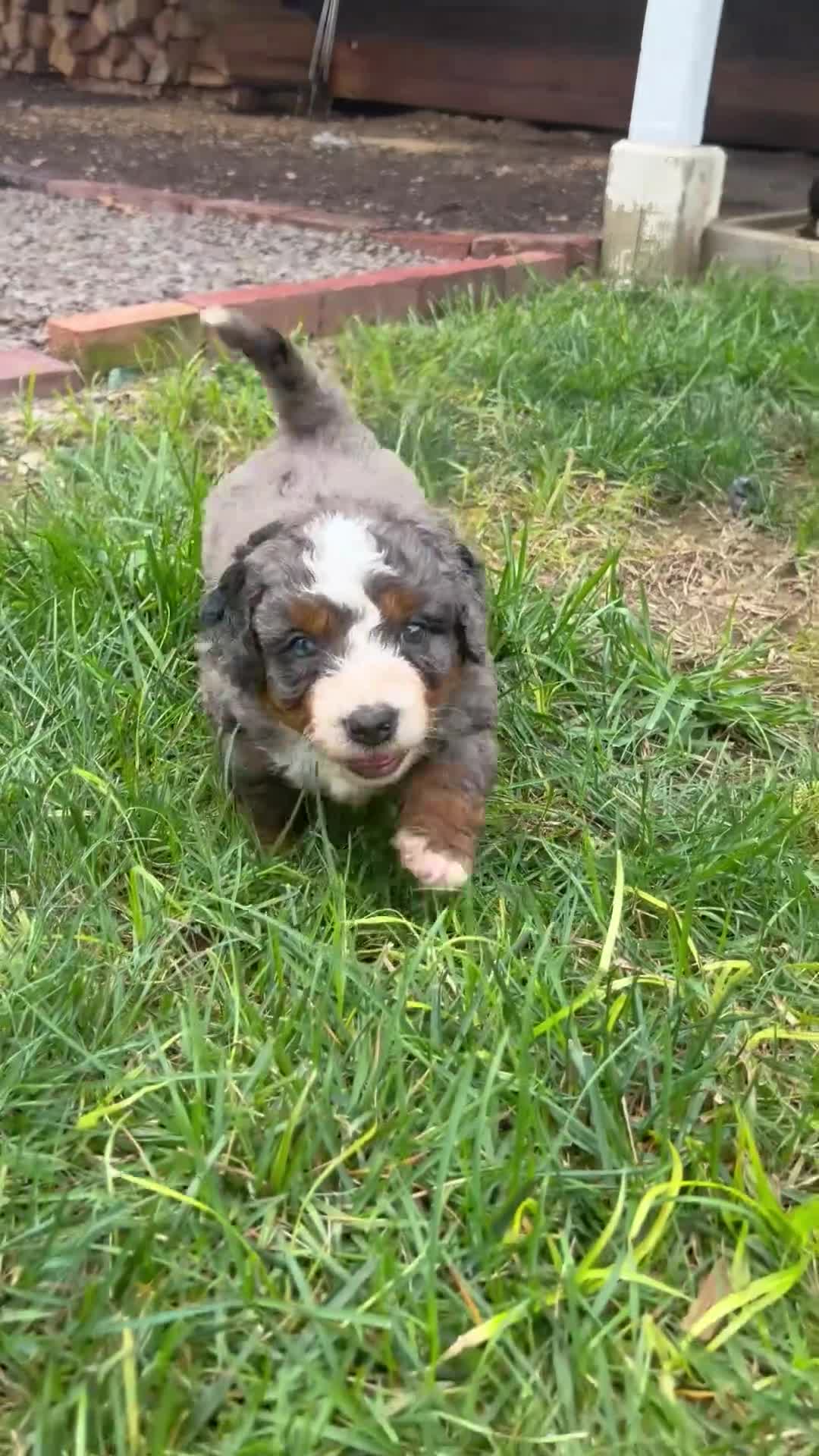 Mini Bernedoodle dogs for sale: Boston  - Video 1