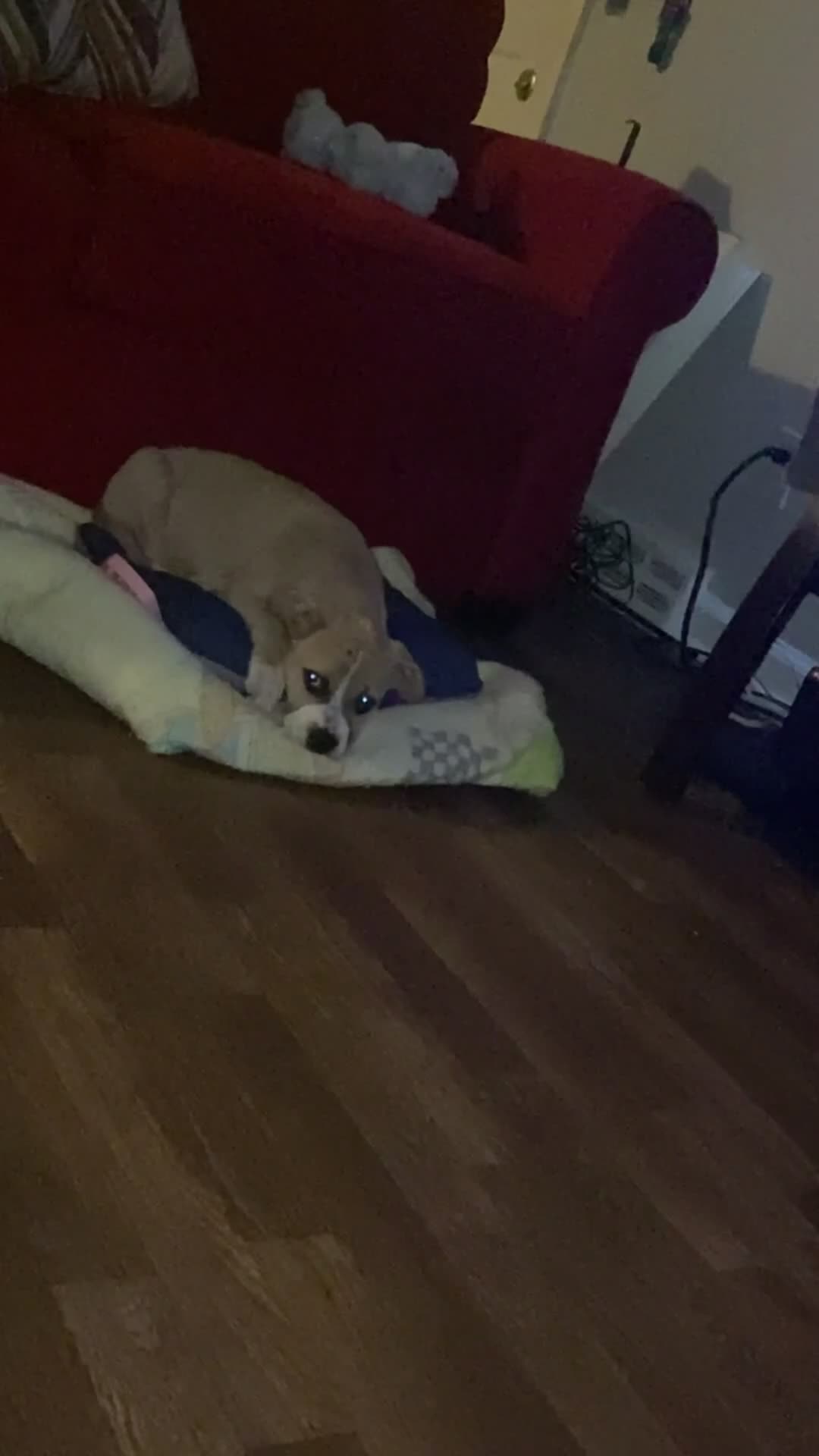 Mixed Breed dogs for sale: Spot - Video 1