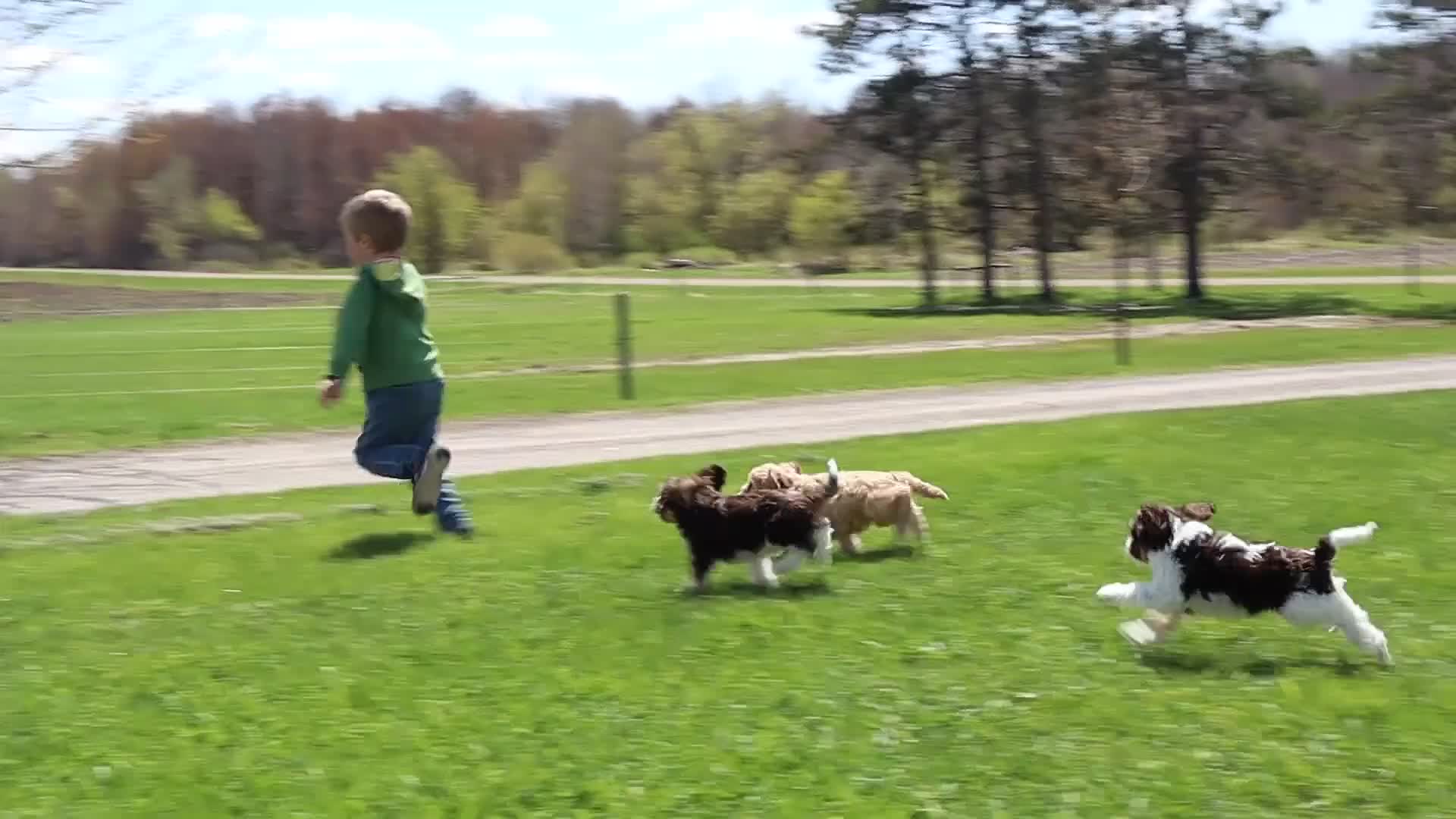 Cavapoo dogs for sale: Echo - Video 1