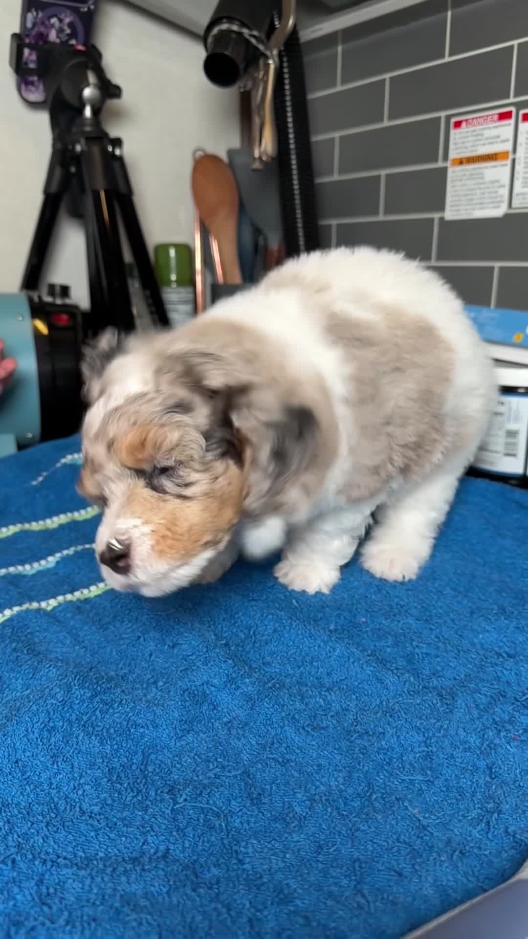 Miniature Poodle dogs for sale: Miniature Poodle Red - Video 1