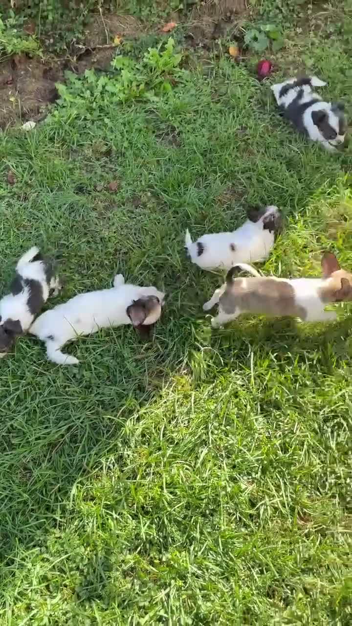 Chihuahua dogs for sale: Chihuahua 1 - Video 1