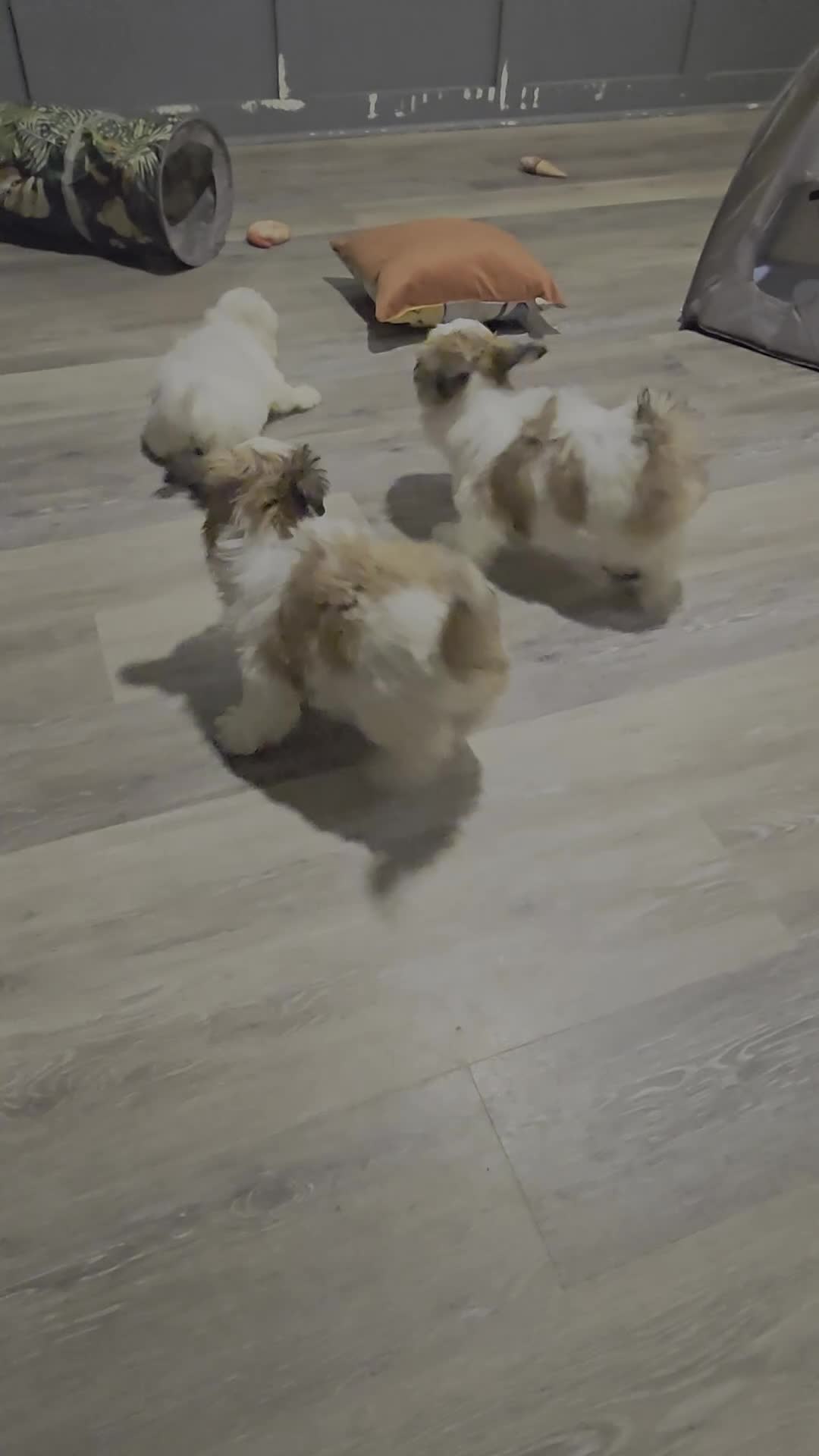 Shih Tzu dogs for sale: Shih Tzu 3 - Video 2