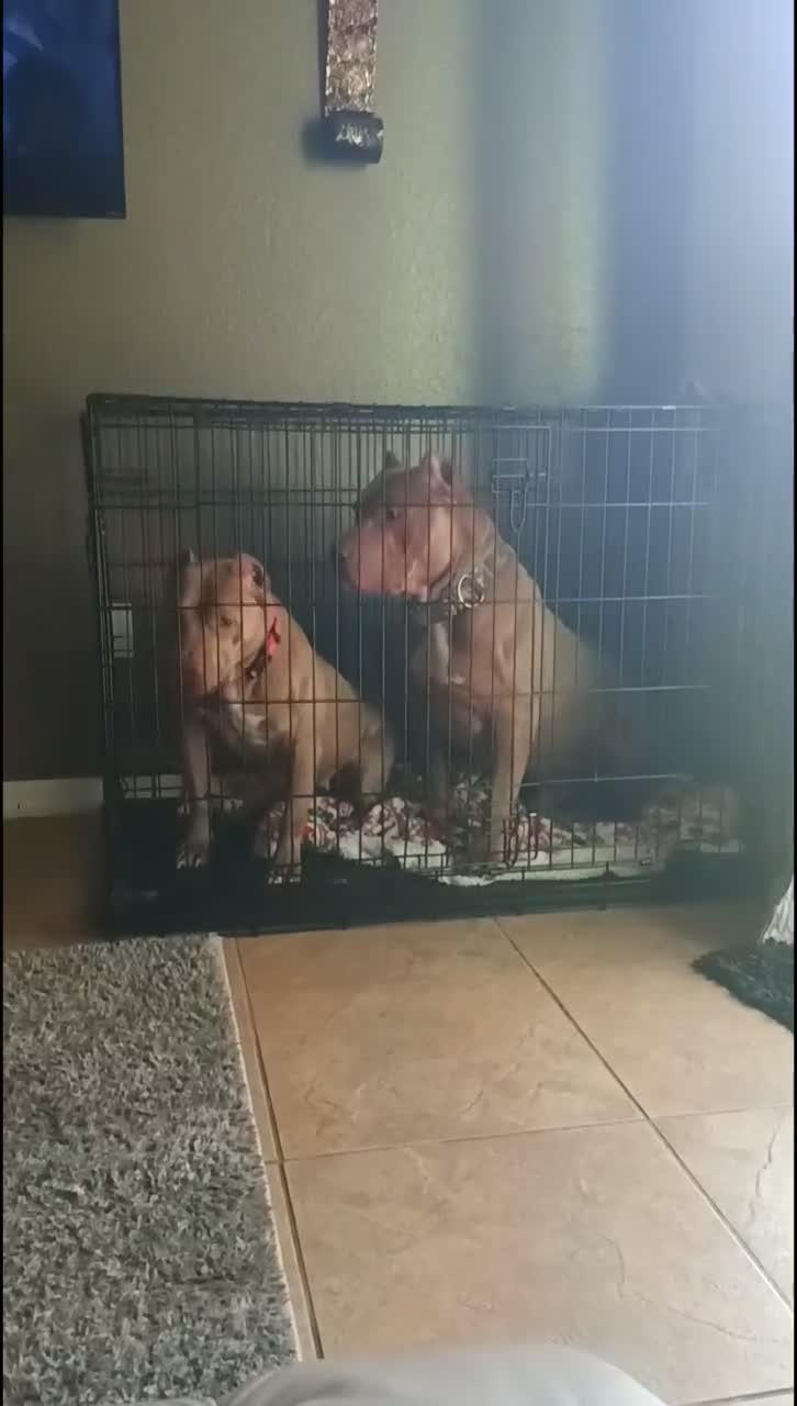 American Bully dogs for sale: American Bully 1 - Video 1