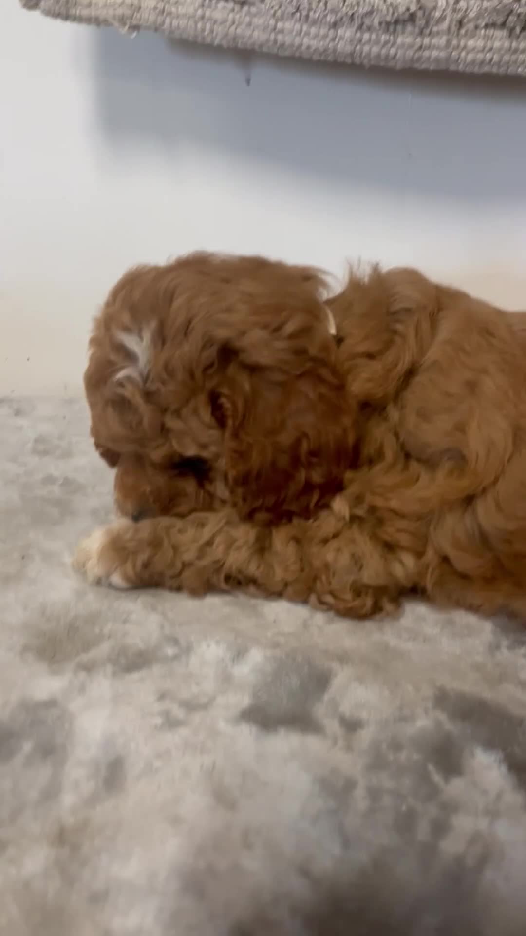 Cavapoo dogs for sale: June - Video 1