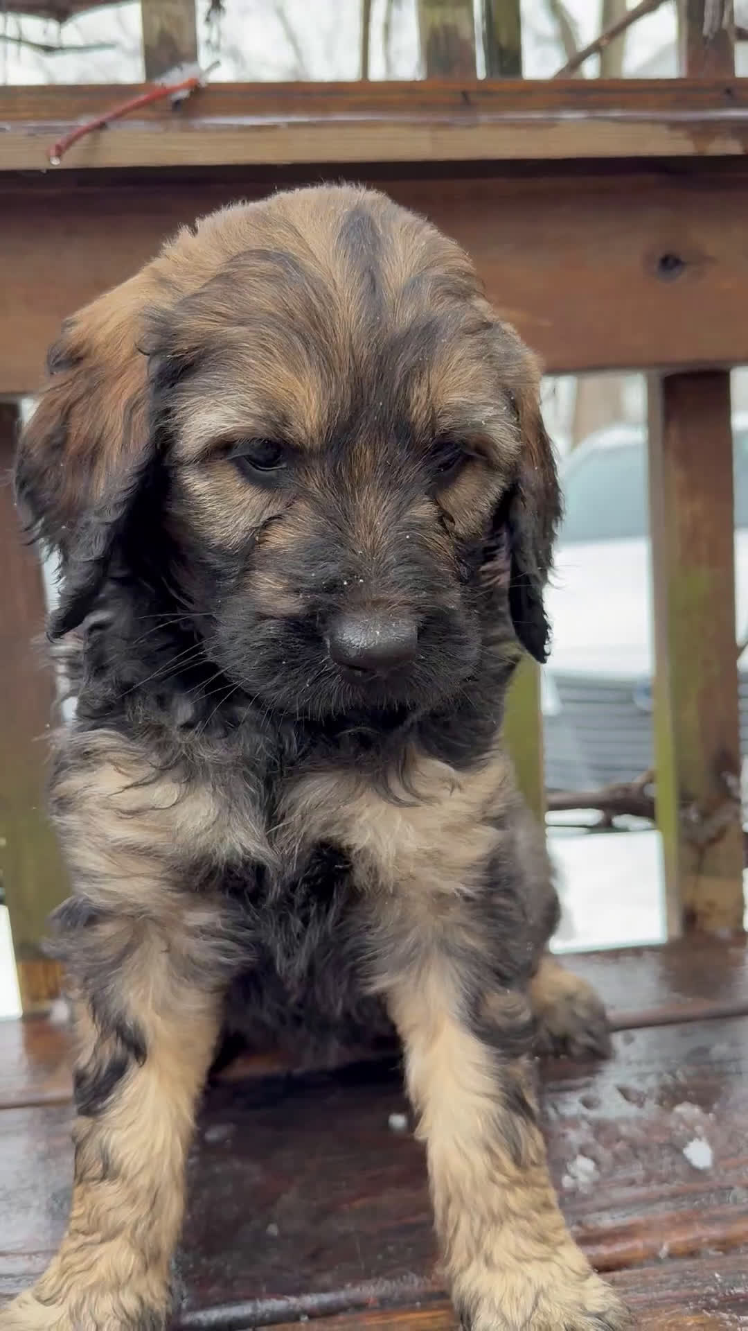 Goldendoodle dogs for sale: Zara - Video 1