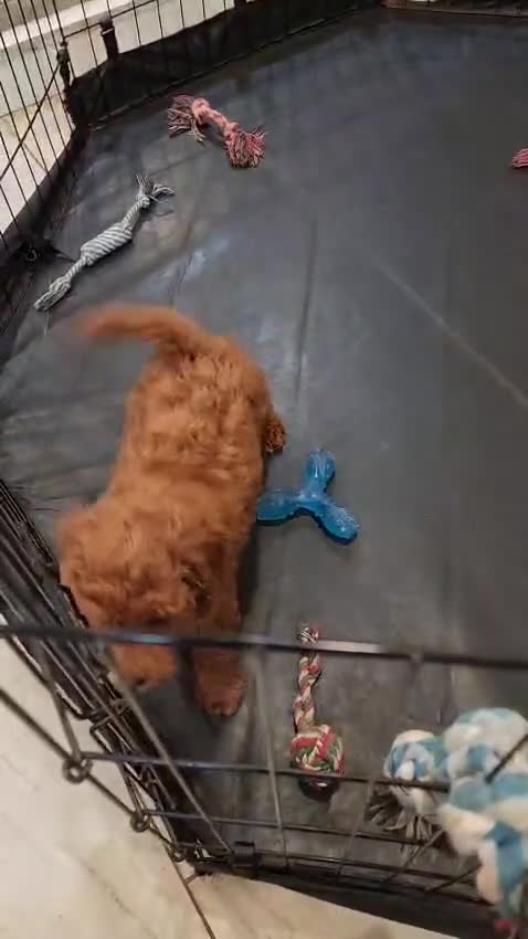 Mini Goldendoodle dogs for sale: Goldie - Video 1