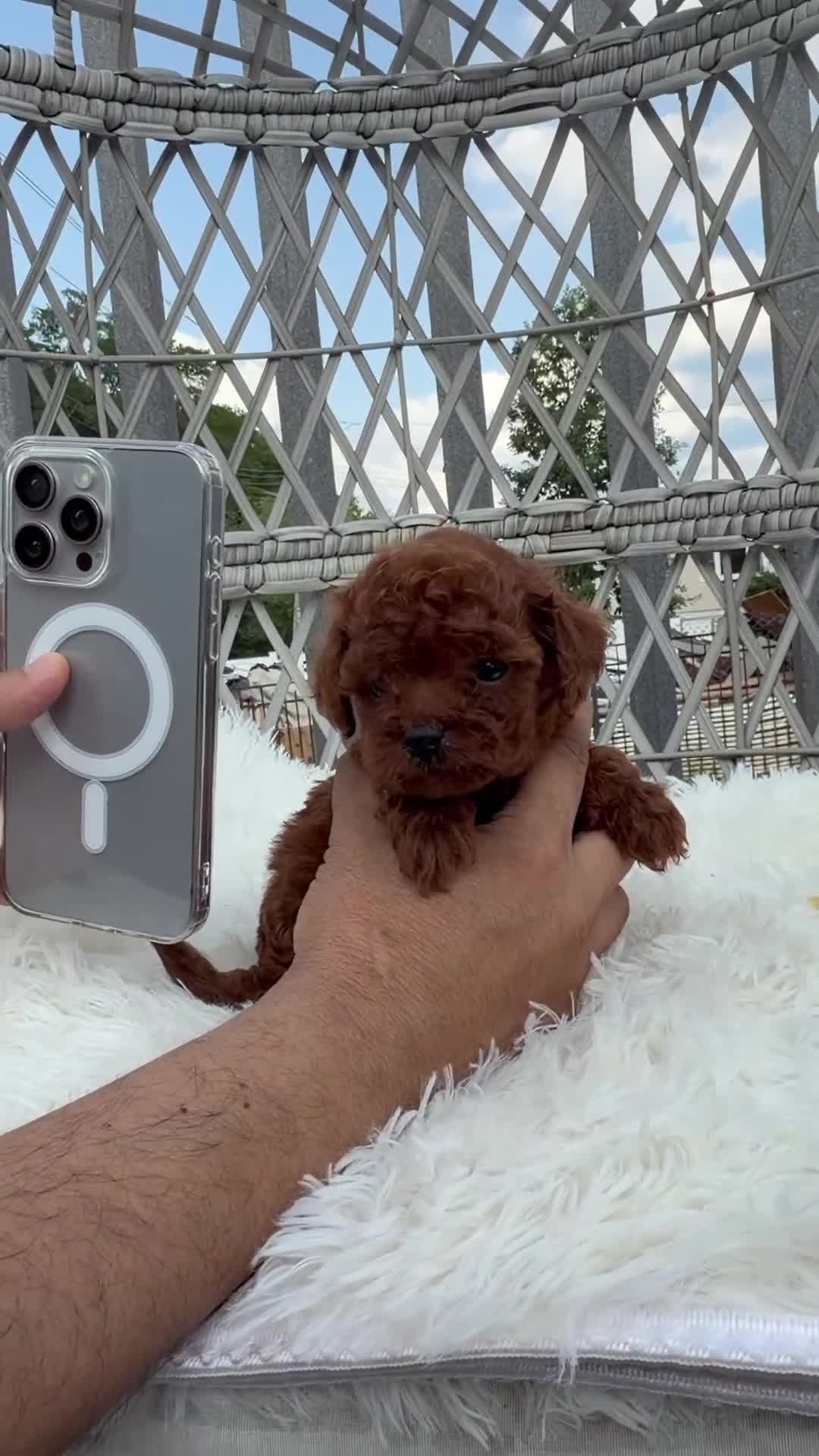 Toy Poodle dogs for sale: Teacup poodle Chinese bloodline  - Video 1