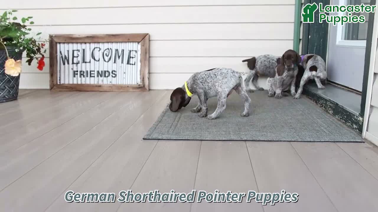 German Shorthaired Pointer dogs for sale: Melody - Video 1