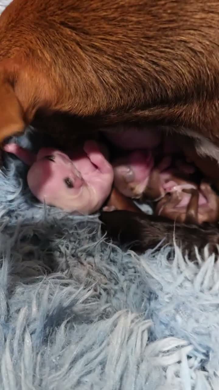 Chihuahua dogs for sale: Magic  - Video 3