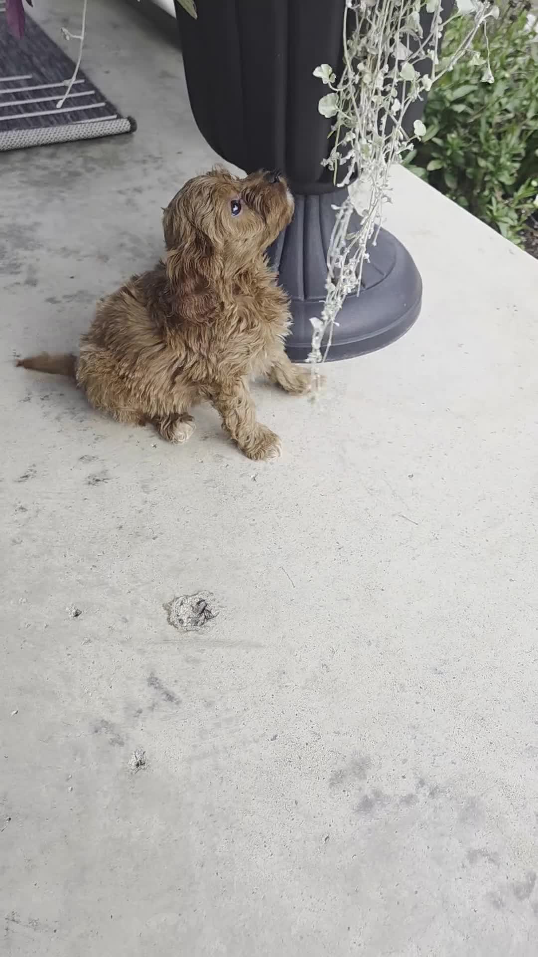 Cavapoo dogs for sale: Fletcher - Video 2