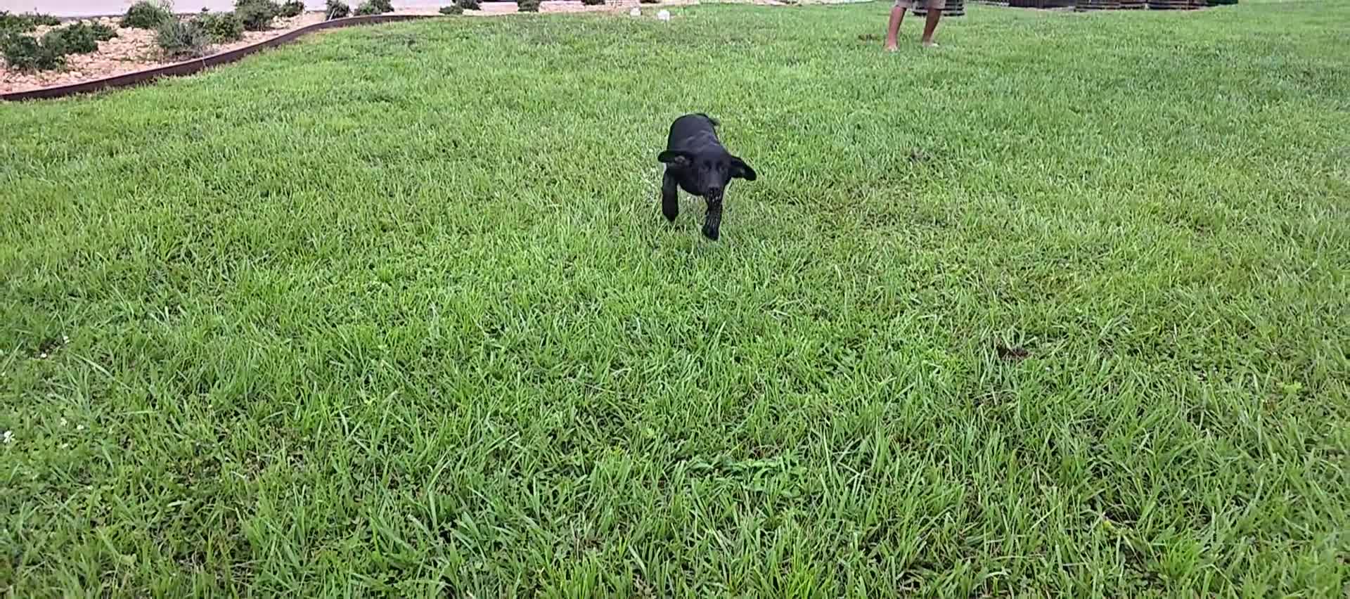 Labrador Retriever dogs for sale: Luna  - Video 3