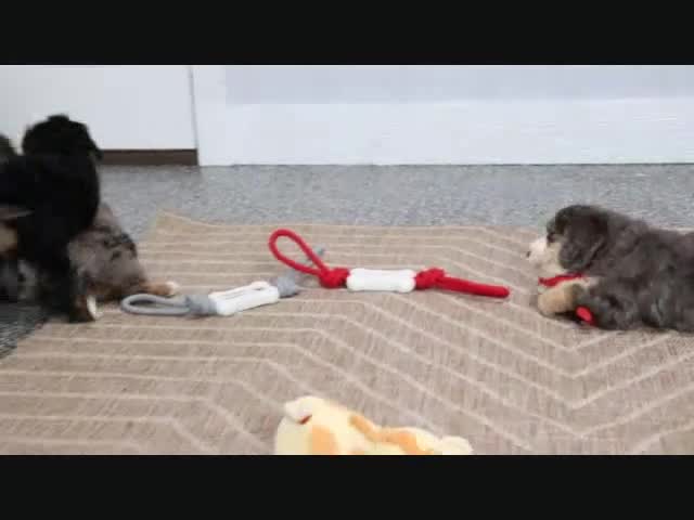 Mini Bernedoodle dogs for sale: Logan - Video 4