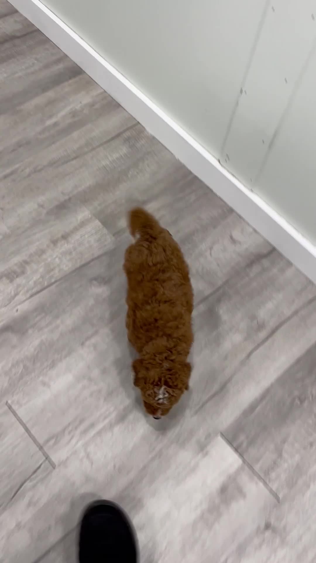 Mini Goldendoodle dogs for sale: Milo - Video 1