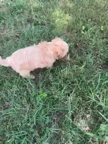 Maltipoo dogs for sale: Maltipoo 3 - Video 1