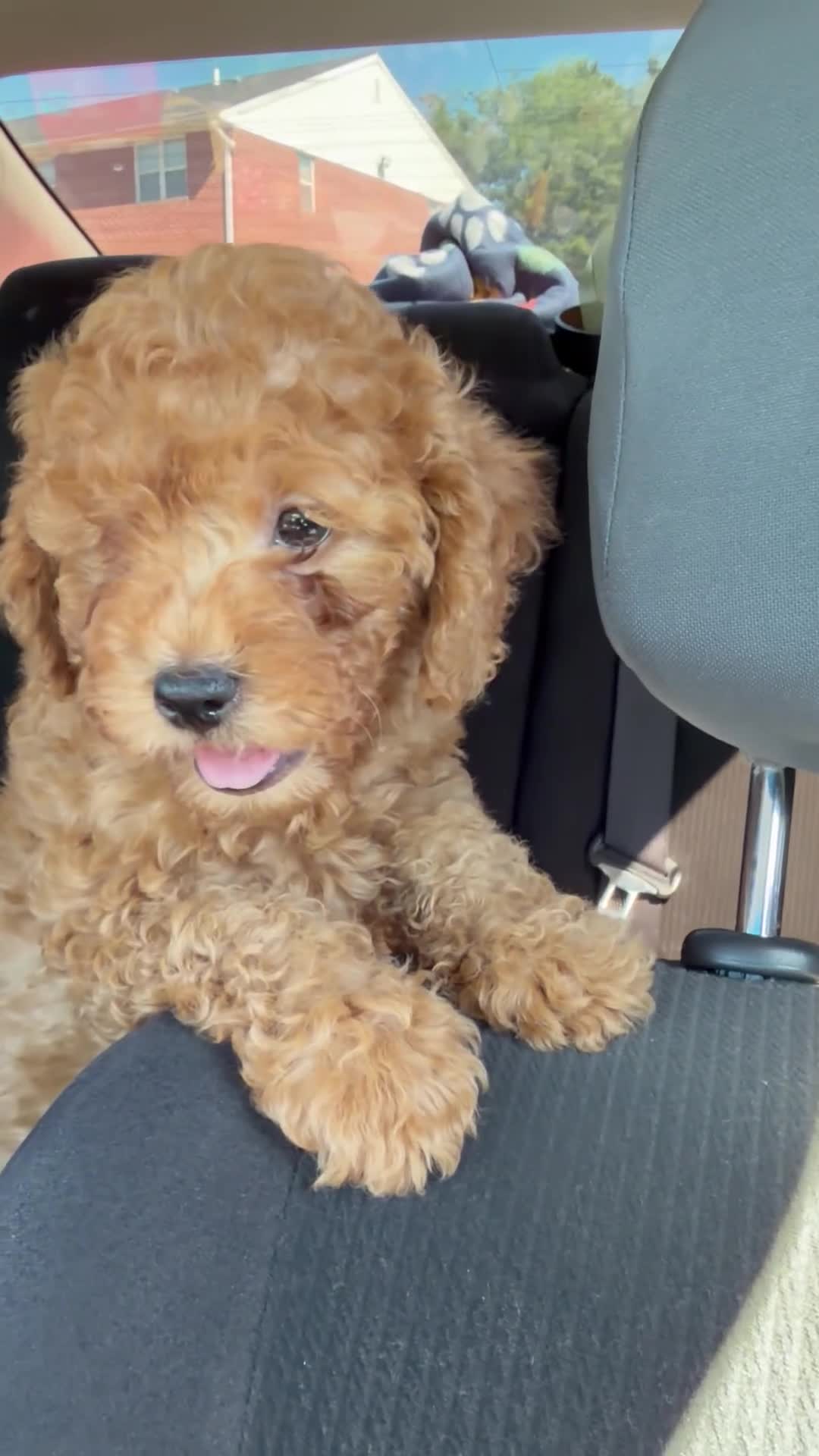 Cavapoo dogs for sale: Cross - Video 1
