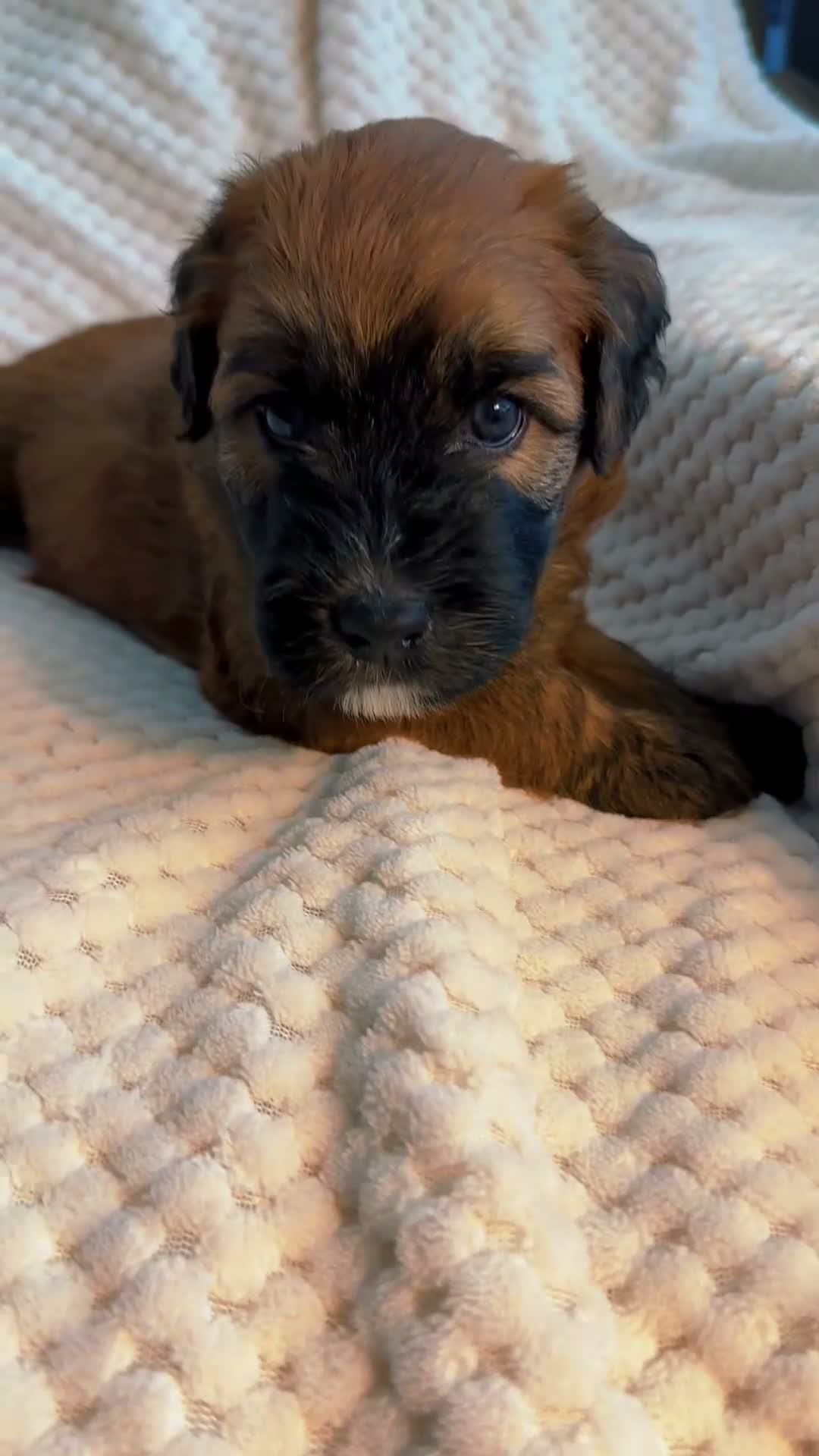 Mixed Breed dogs for sale: Yellow collar girl  - Video 1