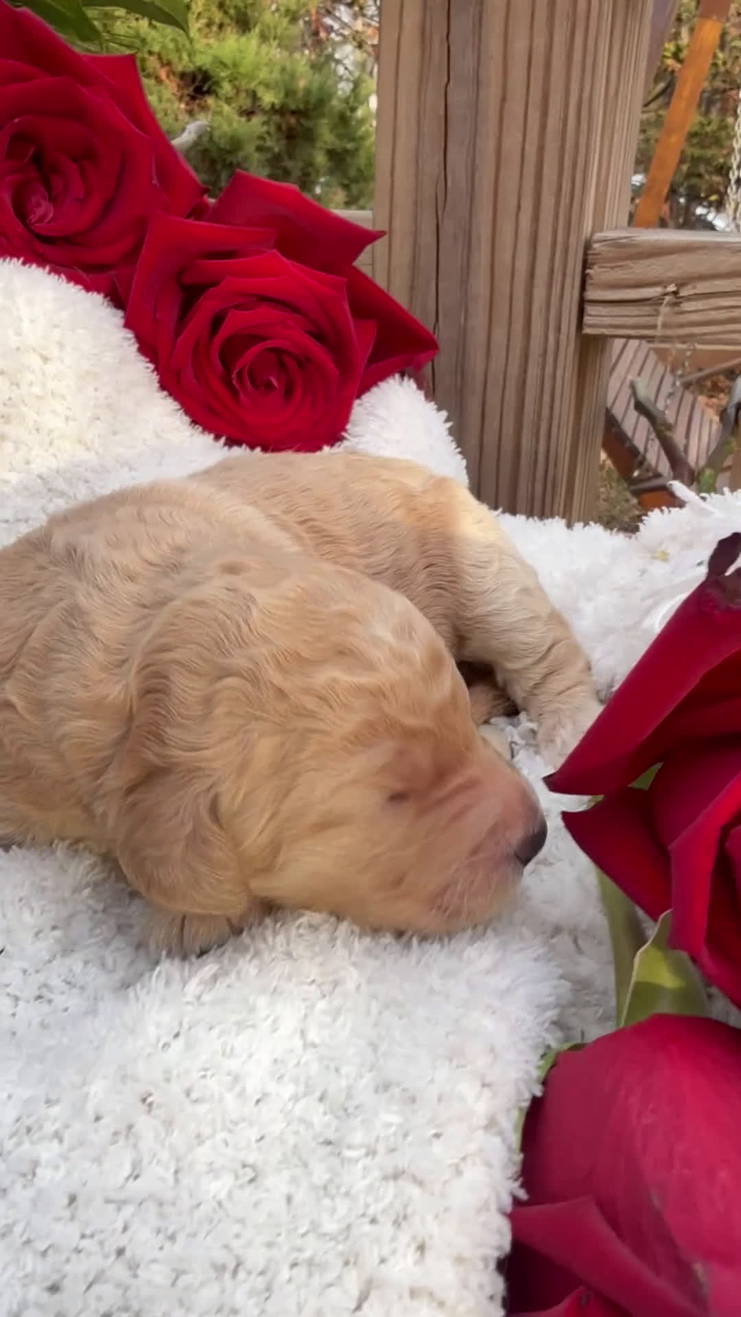 Goldendoodle dogs for sale: Cloud  - Video 3