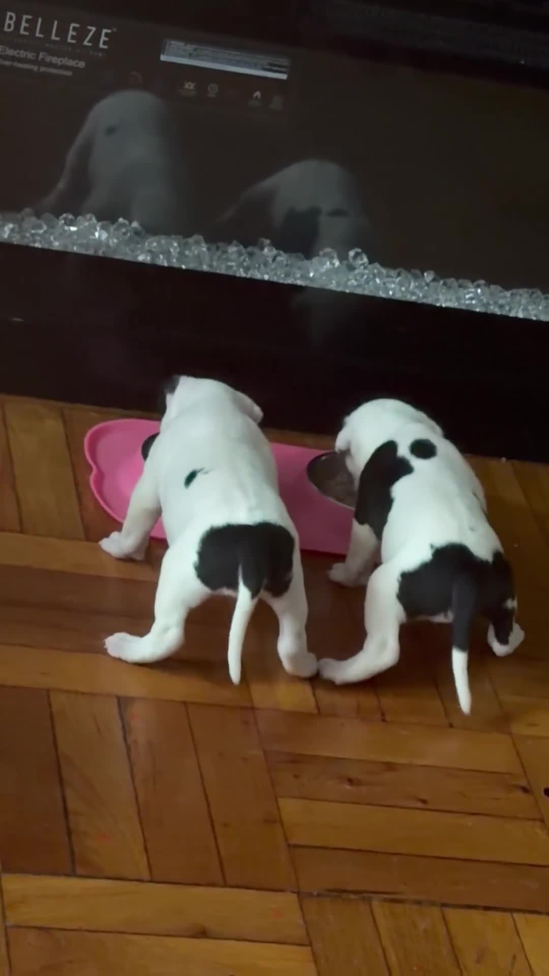 Mixed Breed dogs for sale: HONEY - Video 5