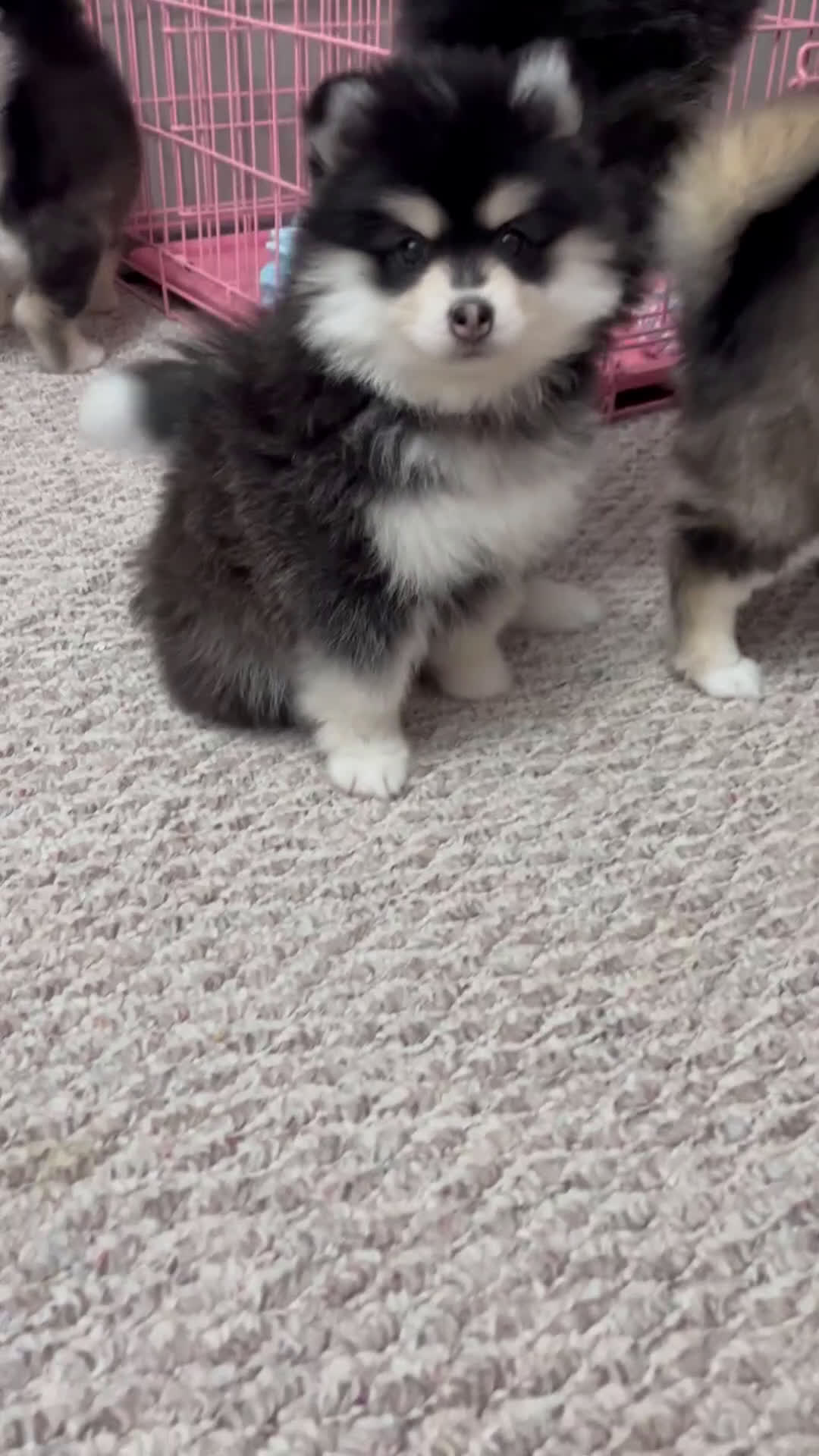 Pomsky dogs for sale: Joy - Video 2