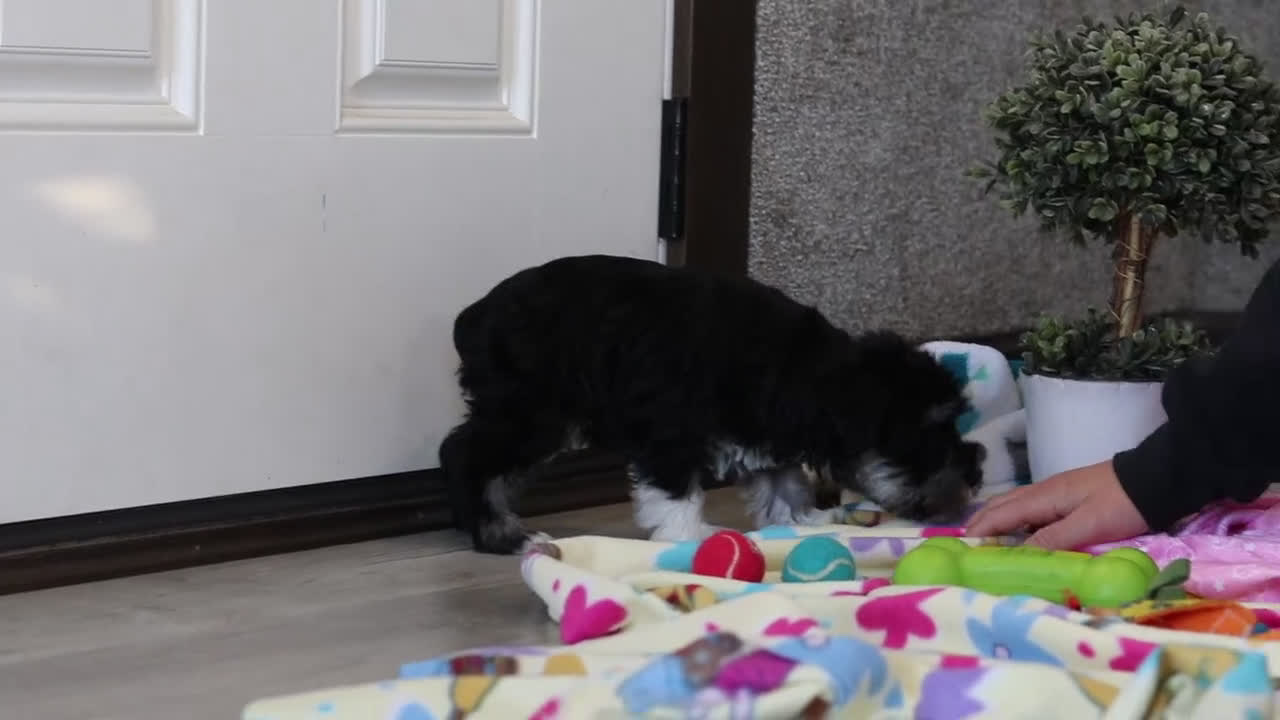 Miniature Schnauzer dogs for sale: Mila - Video 2