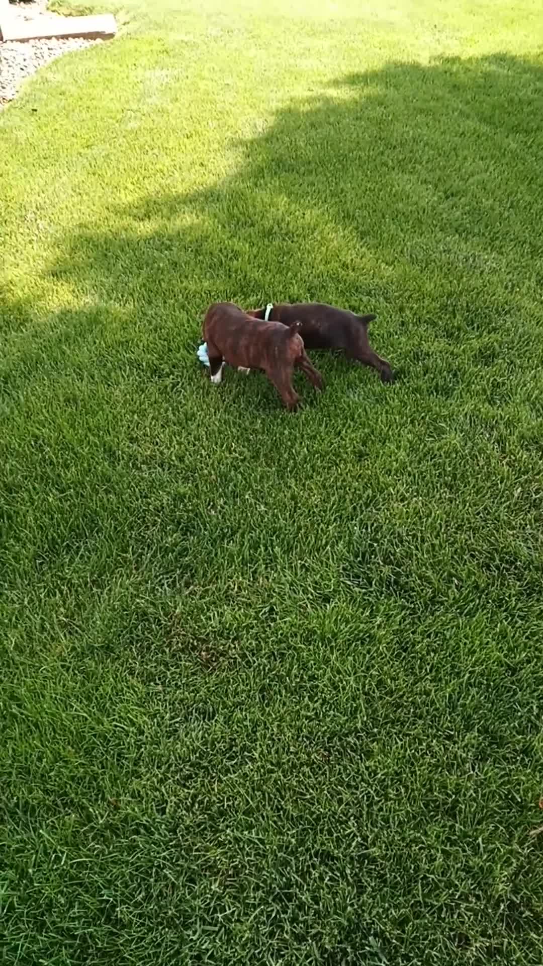 Boxer dogs for sale: Bentley - Video 1