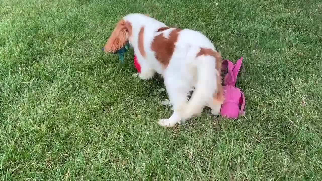 Cavalier King Charles Spaniel dogs for sale: Howard - Video 1