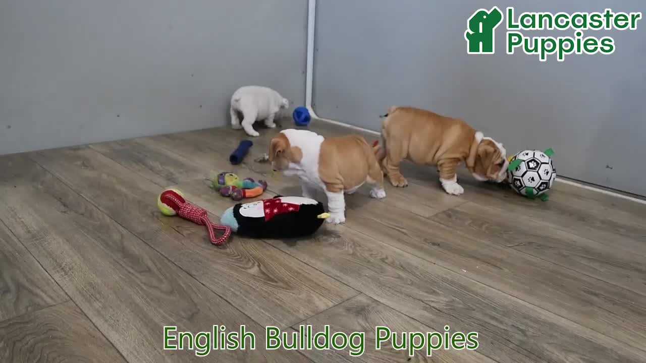 English Bulldog dogs for sale: Murphy - Video 1