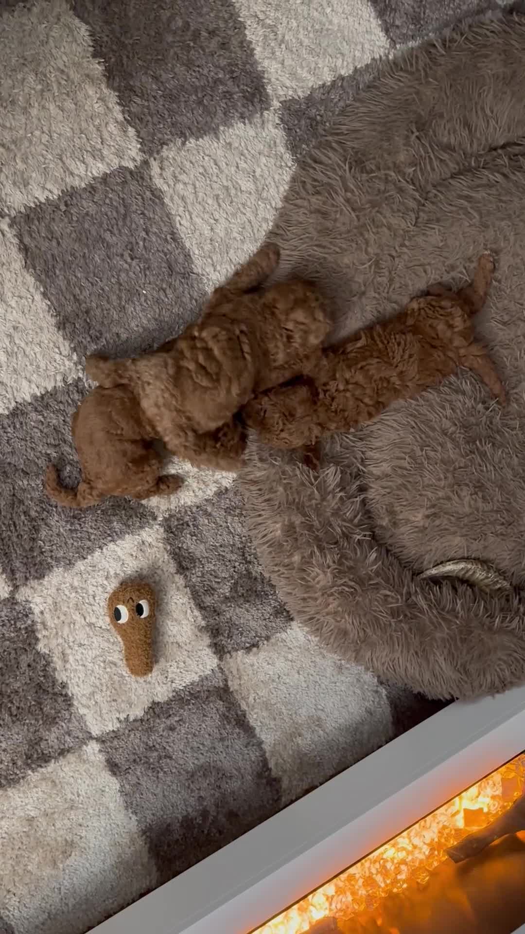 Mini Goldendoodle dogs for sale: Poppi - Video 2