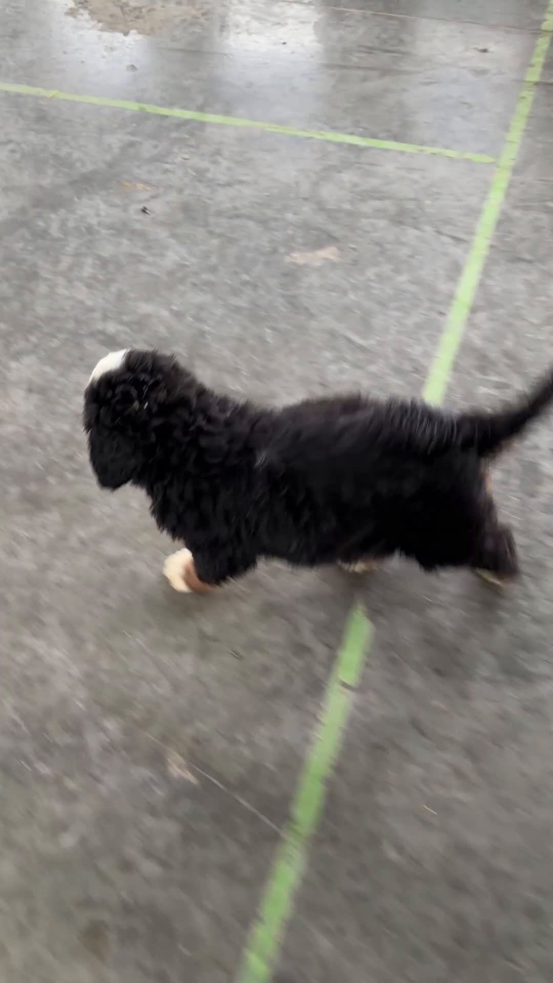 Bernese Mountain Dog dogs for sale: June - Video 2