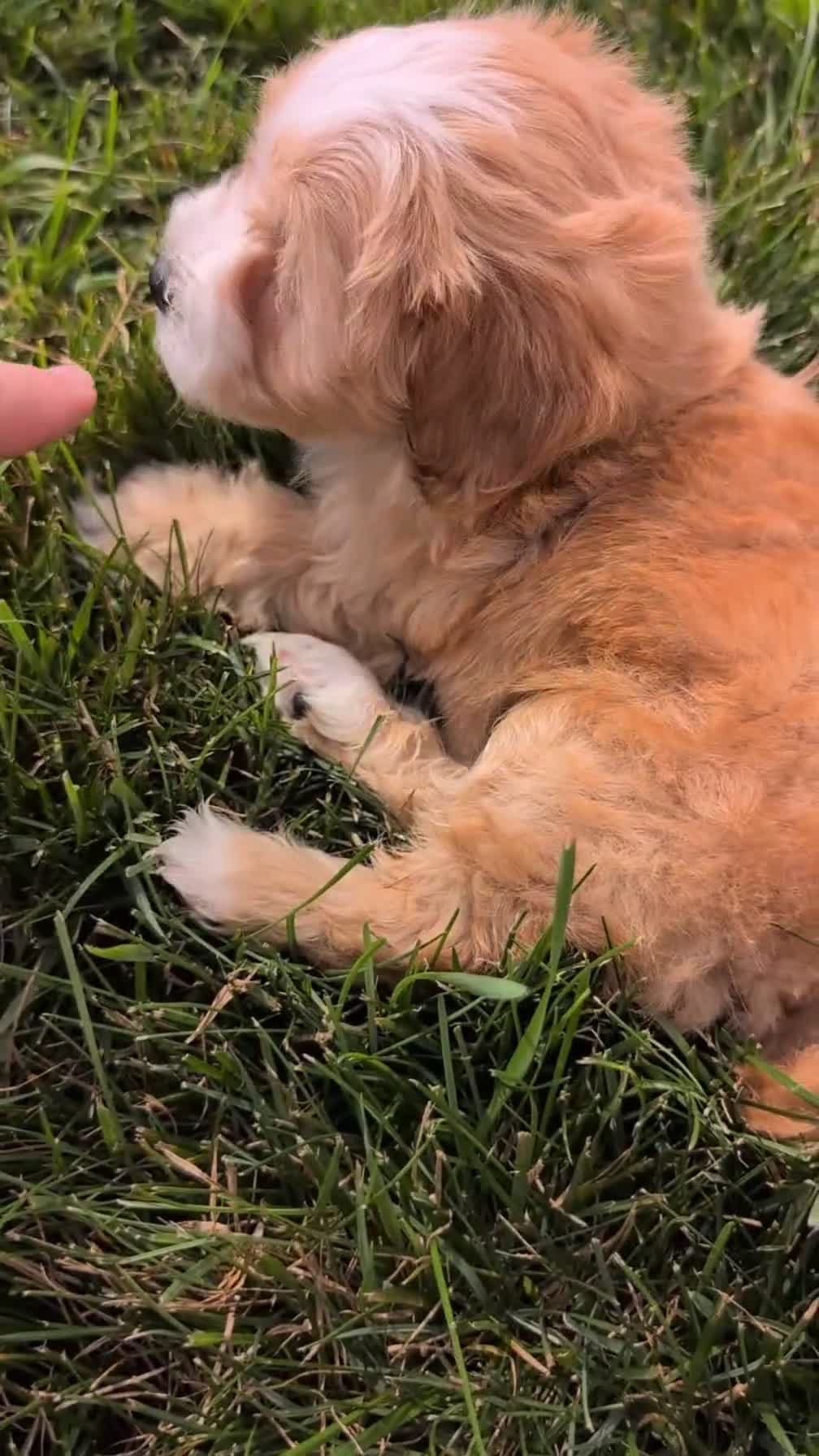 Mixed Breed dogs for sale: Damon  - Video 1