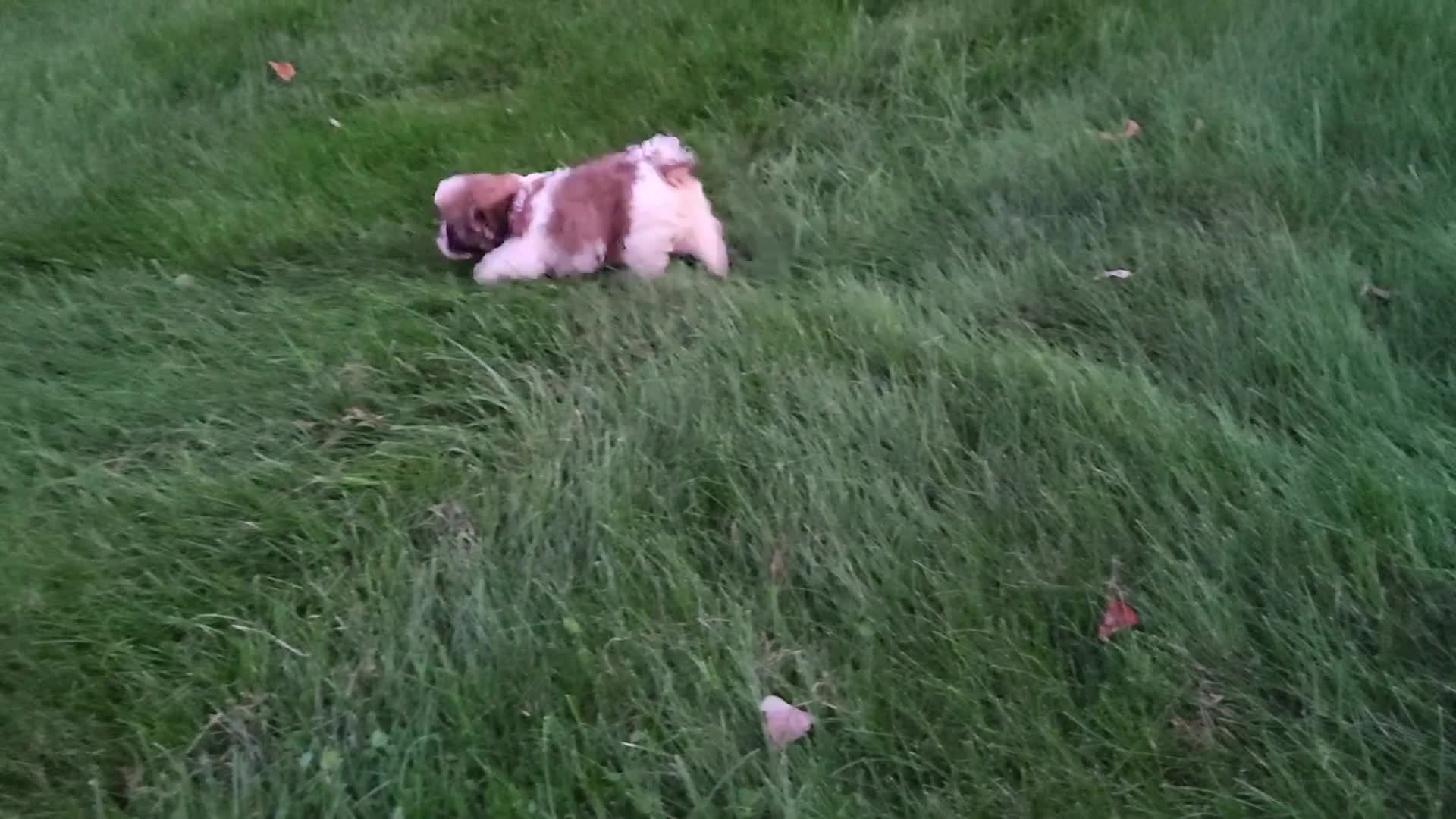 Shih Tzu dogs for sale: Bailey - Video 1