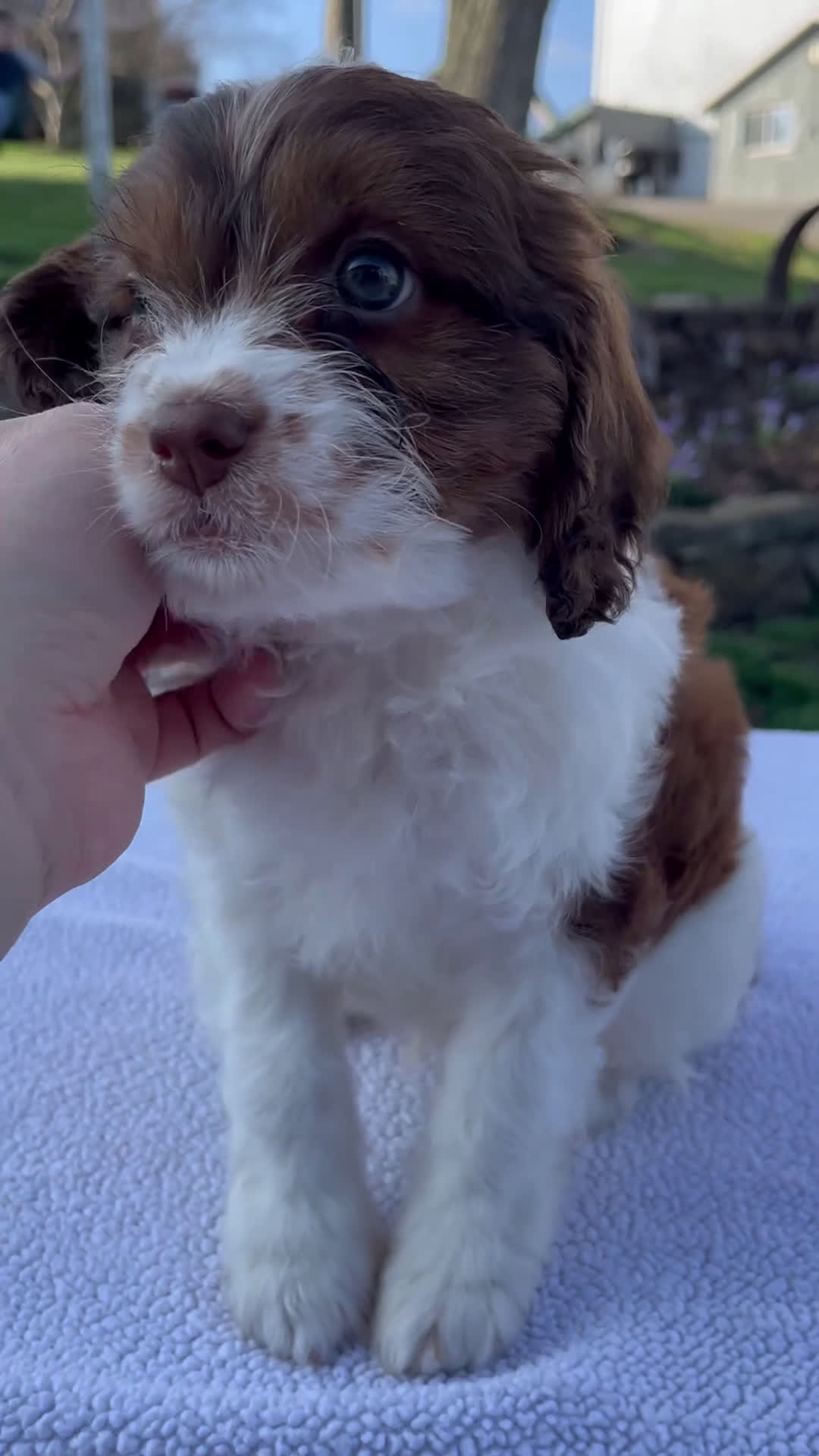 Cavapoo dogs for sale: Echo - Video 1