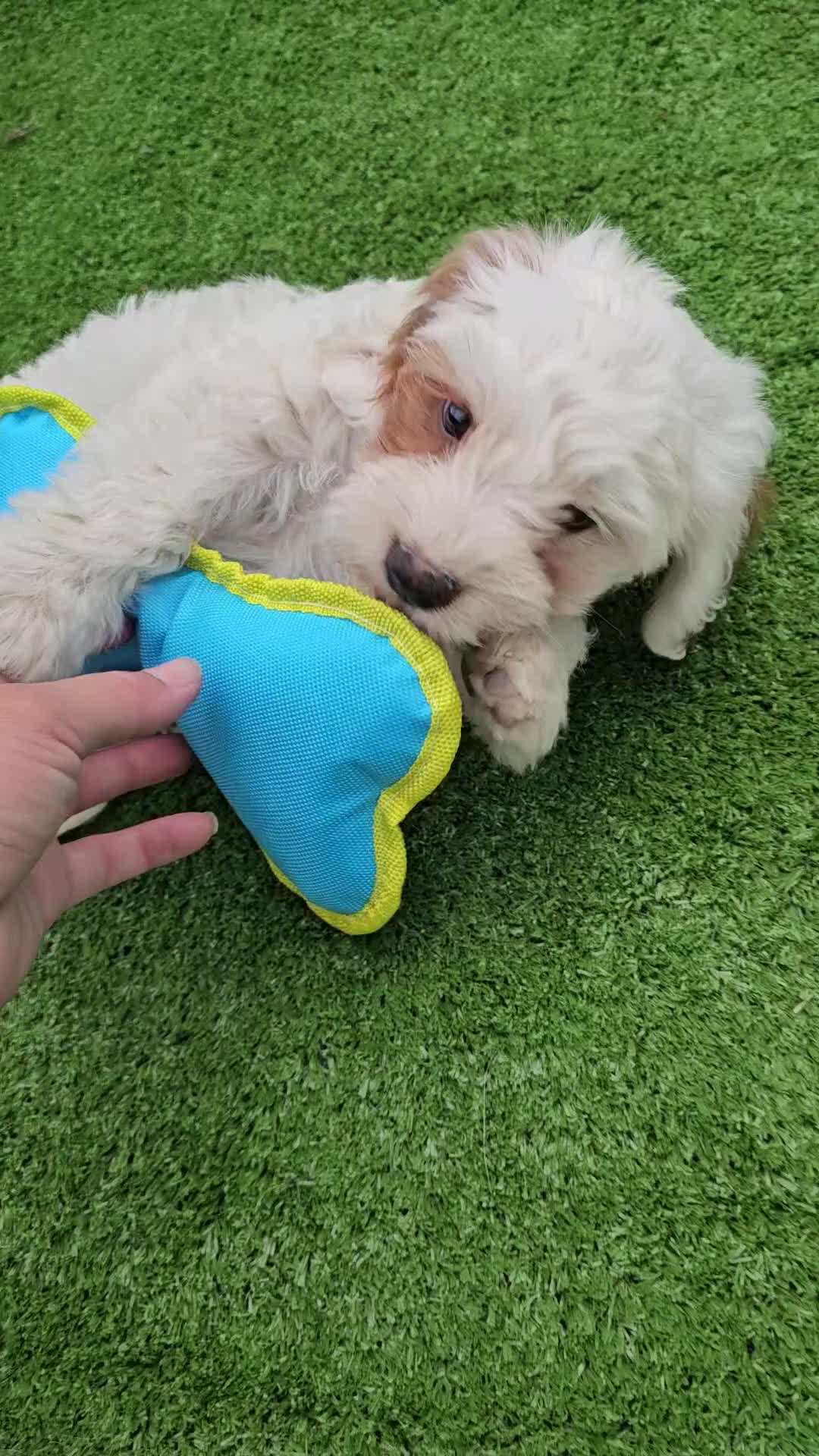 Cavapoo dogs for sale: Ice - Video 1