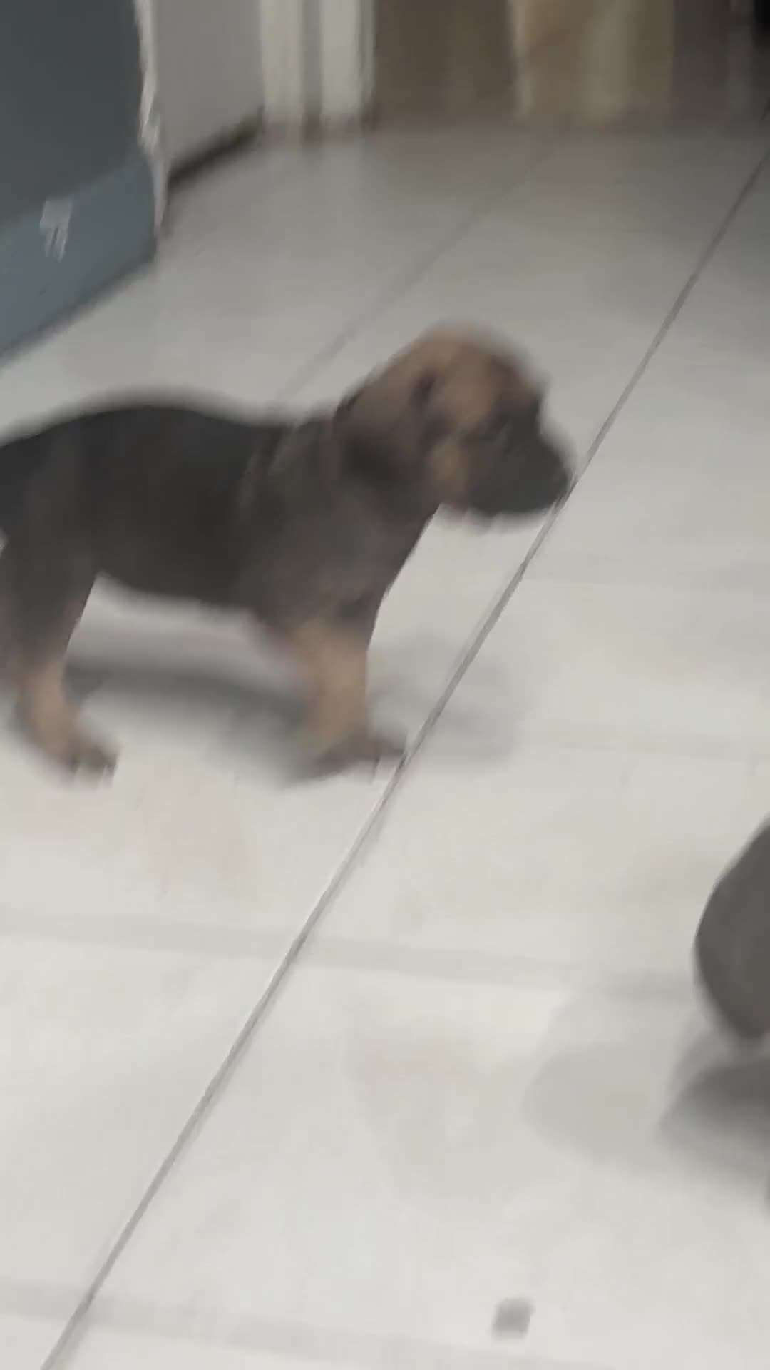 Cane Corso dogs for sale: Cane Corso Puppy 4 - Video 3