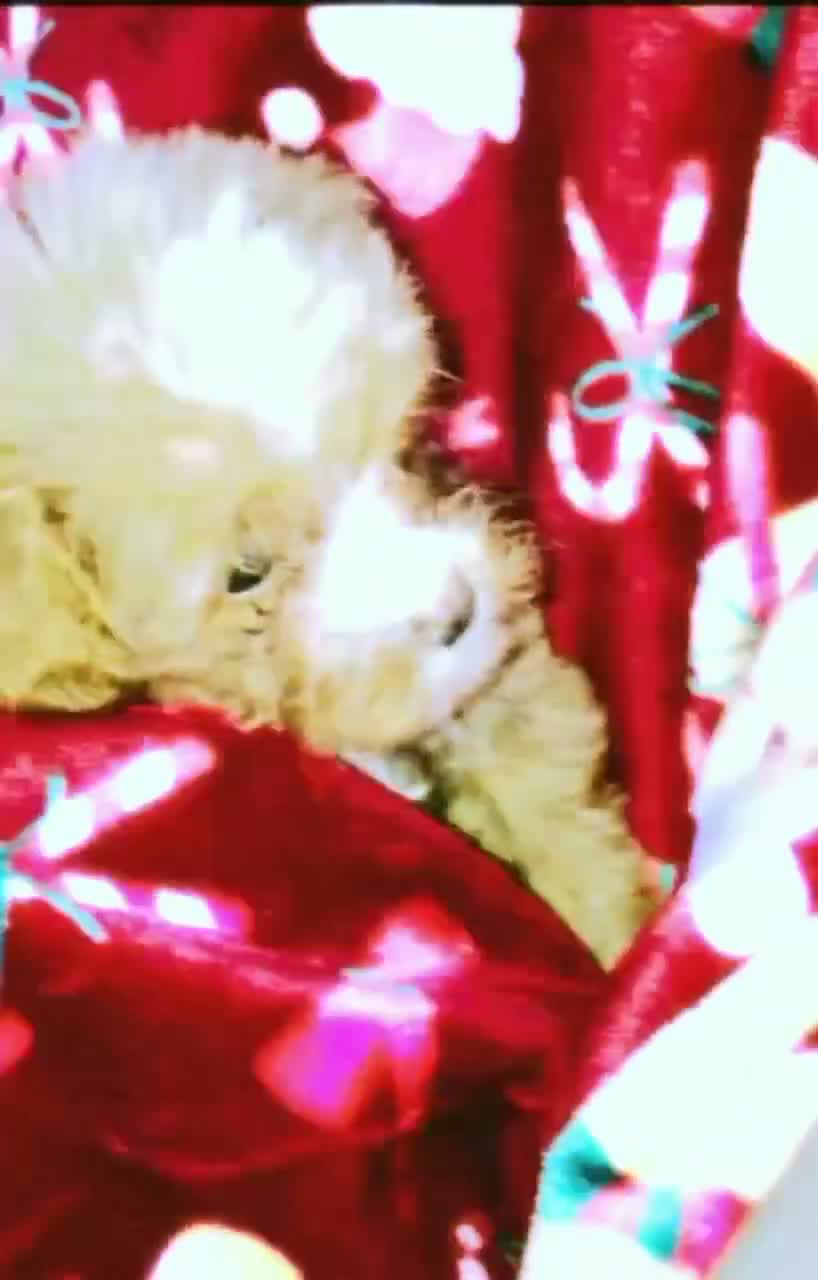 Mini Goldendoodle dogs for sale: Charlie boy  - Video 2