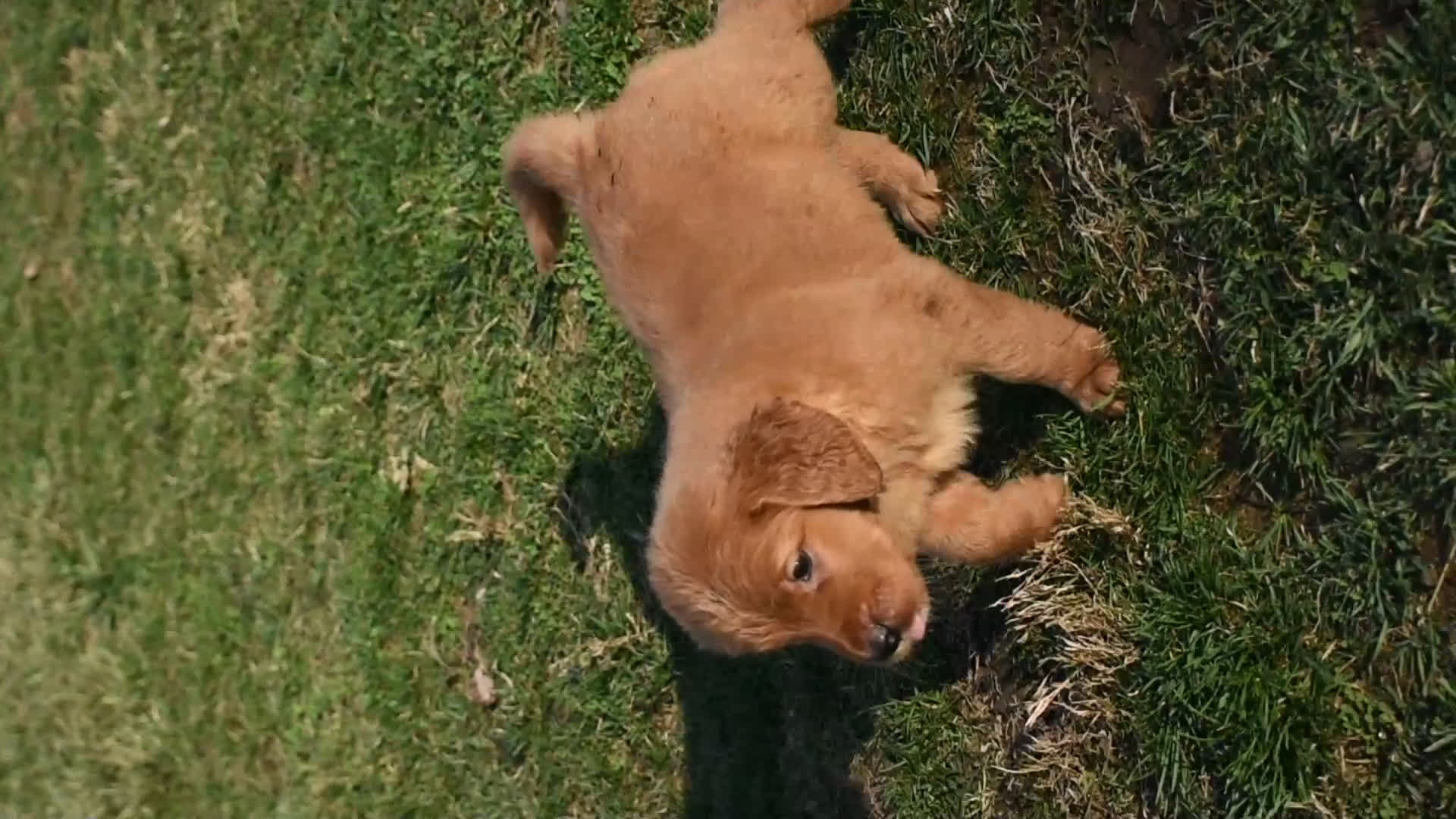 Golden Retriever dogs for sale: Pansy   Genetic/OFA - Video 1