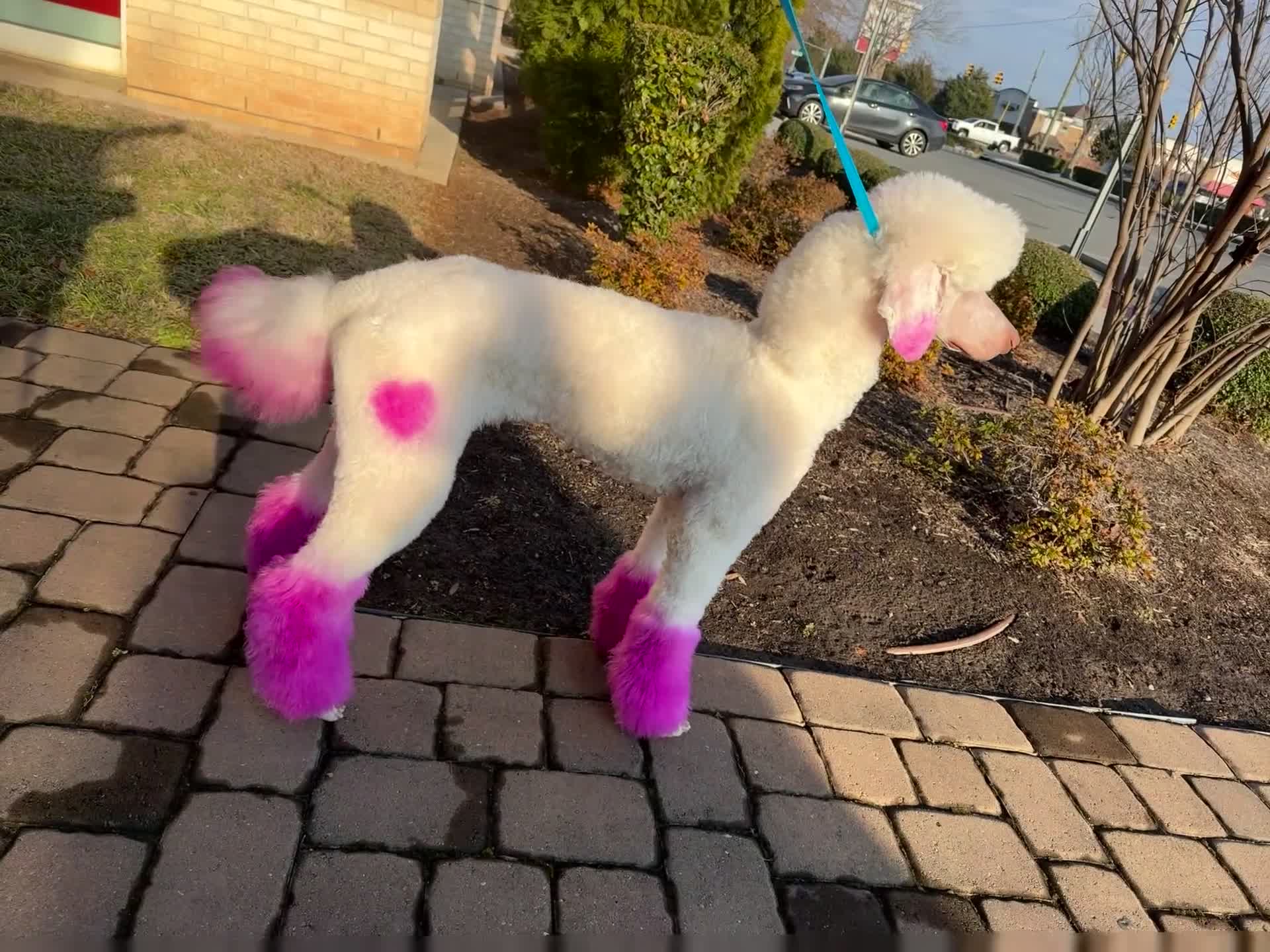 Standard Poodle dogs for sale: Buck - Video 3