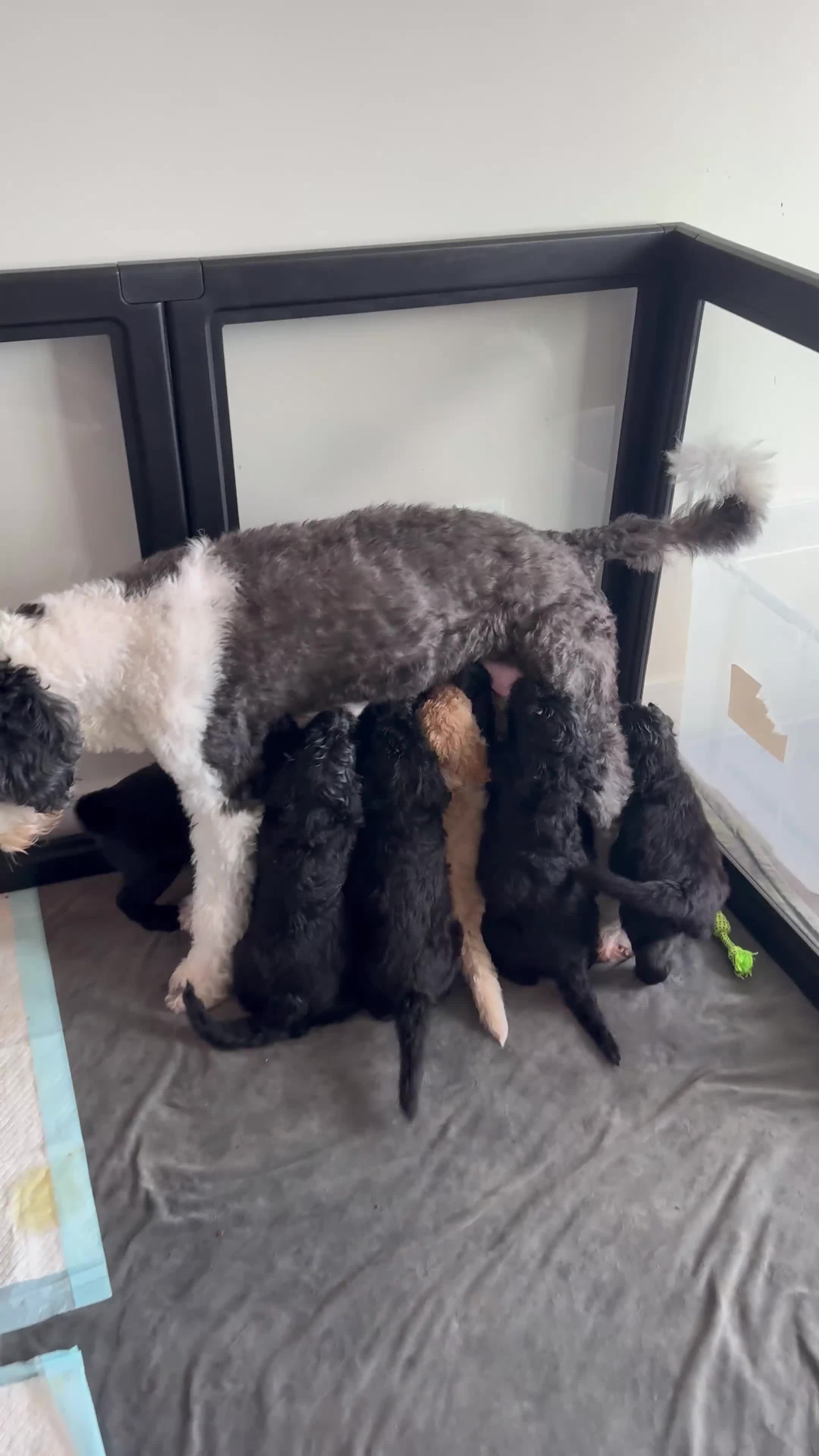 Double Doodle dogs for sale:  Amethyst - Video 2